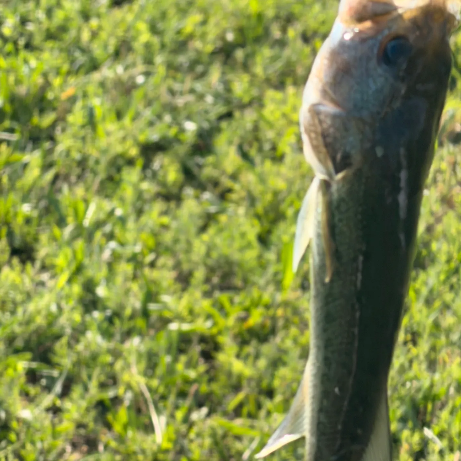 Fish caught on Fishbrain