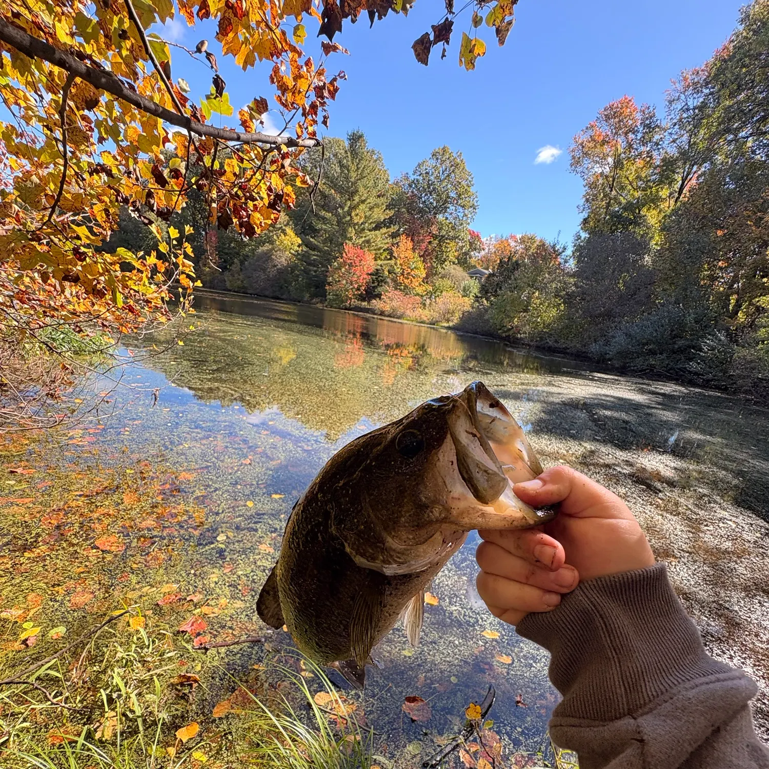 Largemouth bass caught on Fishbrain