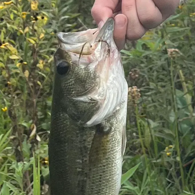 Largemouth bass caught on Fishbrain