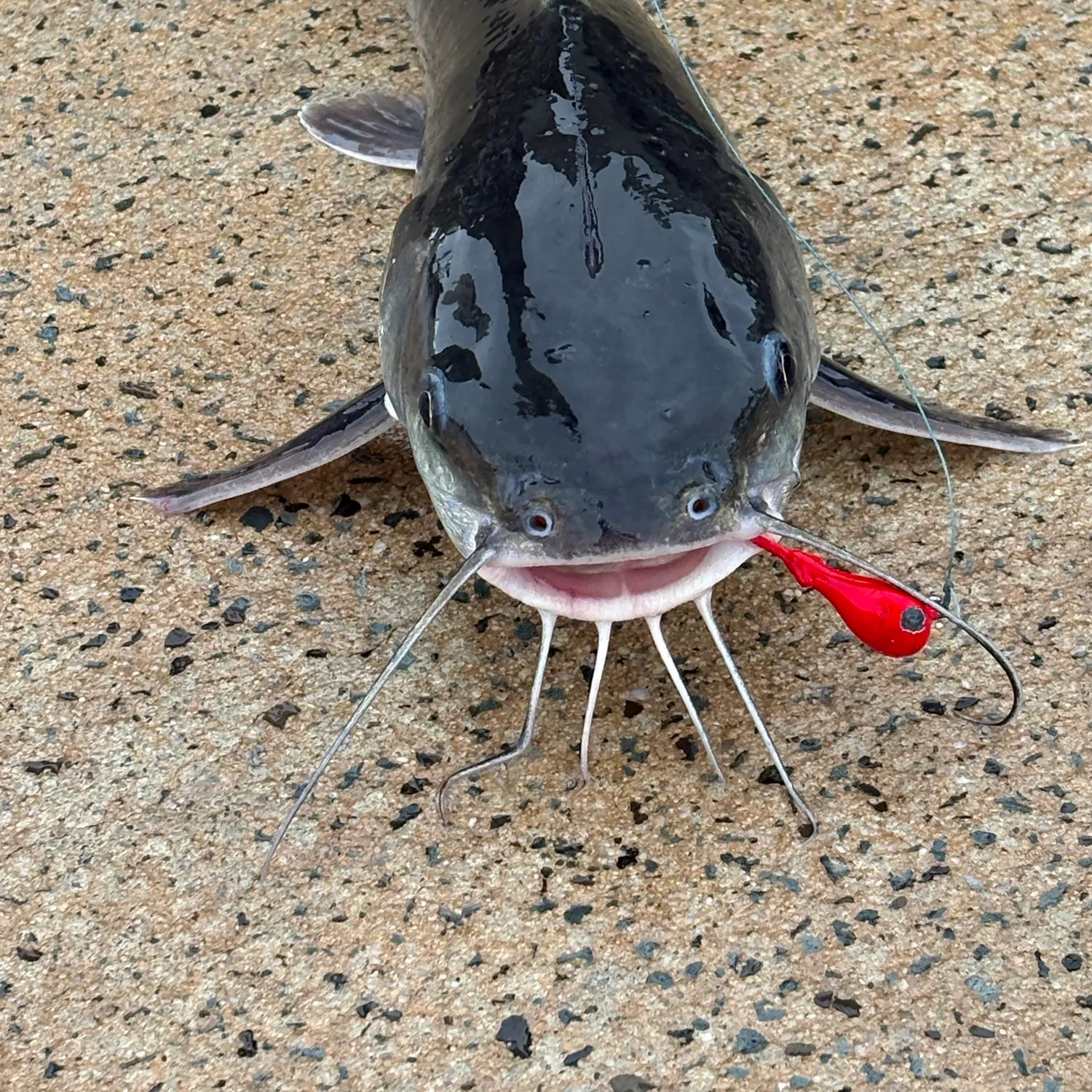 Channel catfish caught on Fishbrain