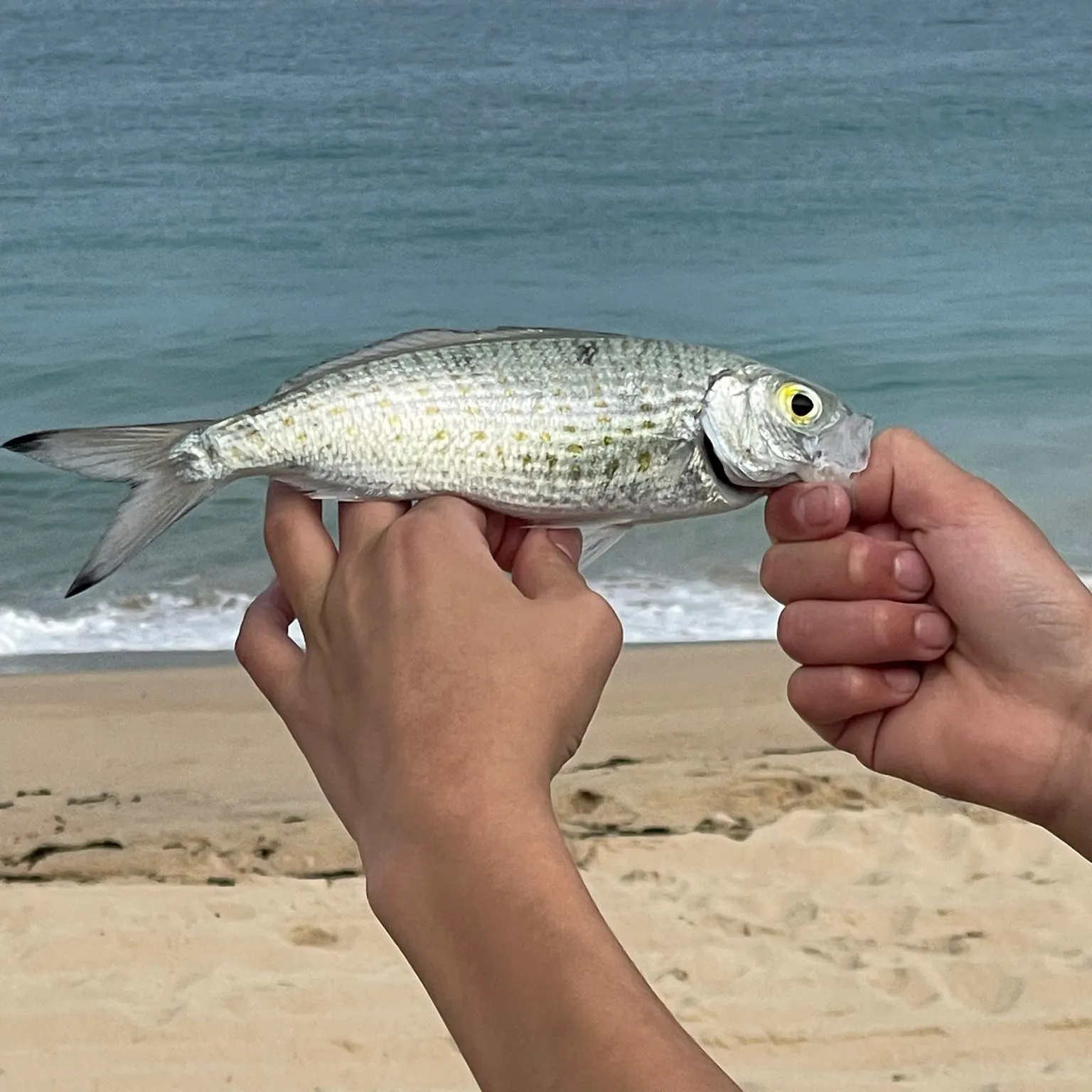 The most recent Australian ruff catches on Fishbrain