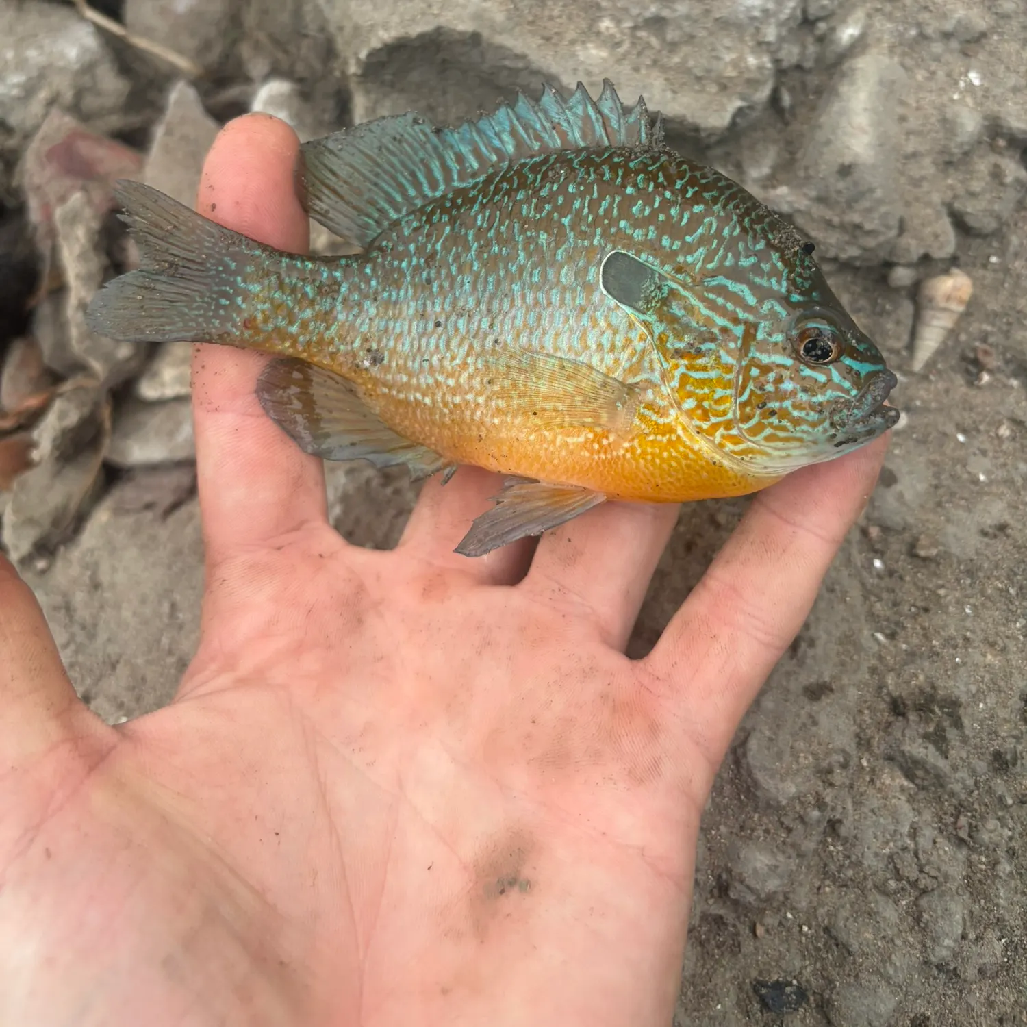 Longear sunfish caught on Fishbrain