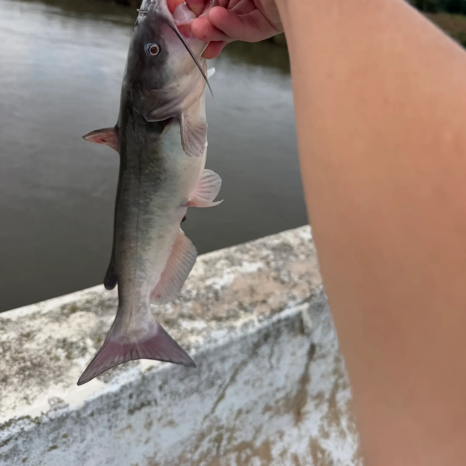 Black bullhead caught on Fishbrain