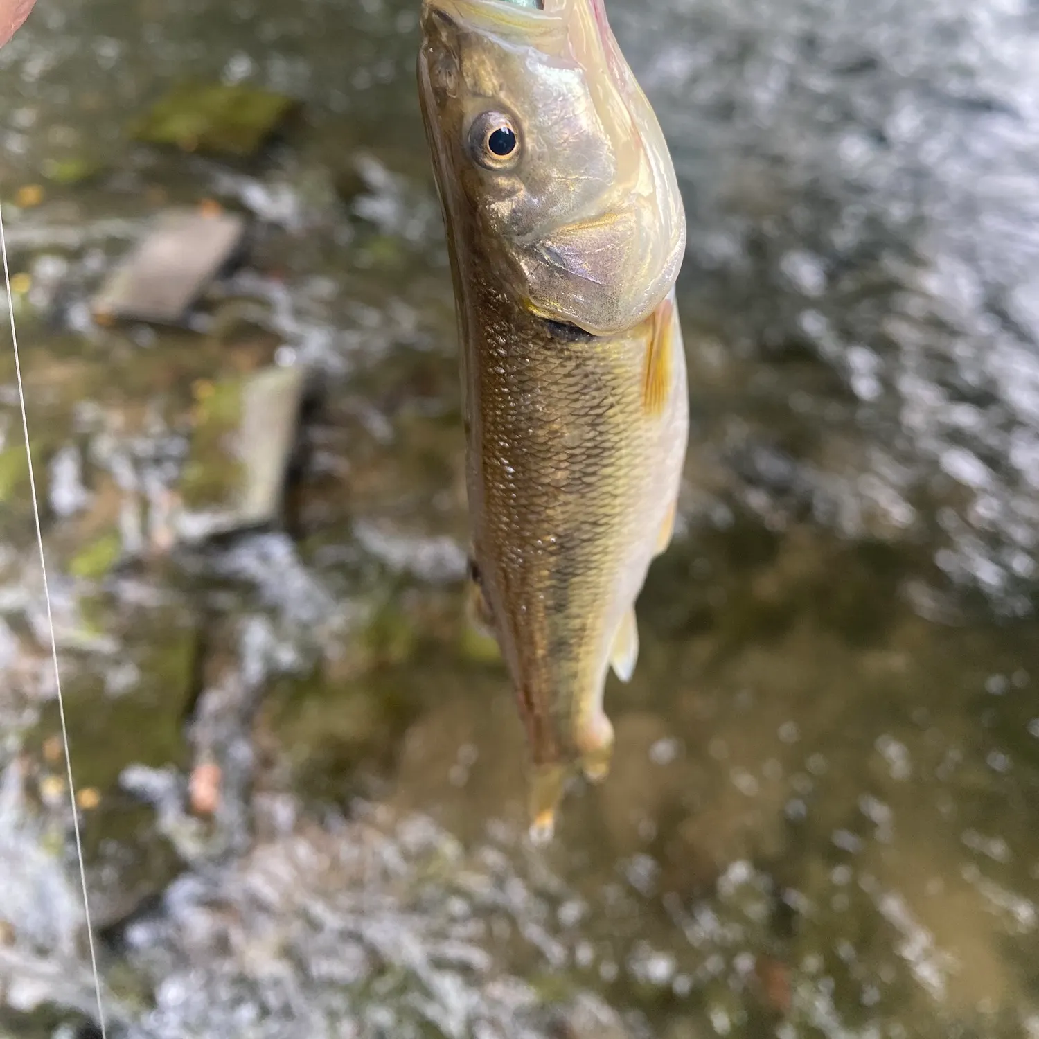 Creek chub caught on Fishbrain