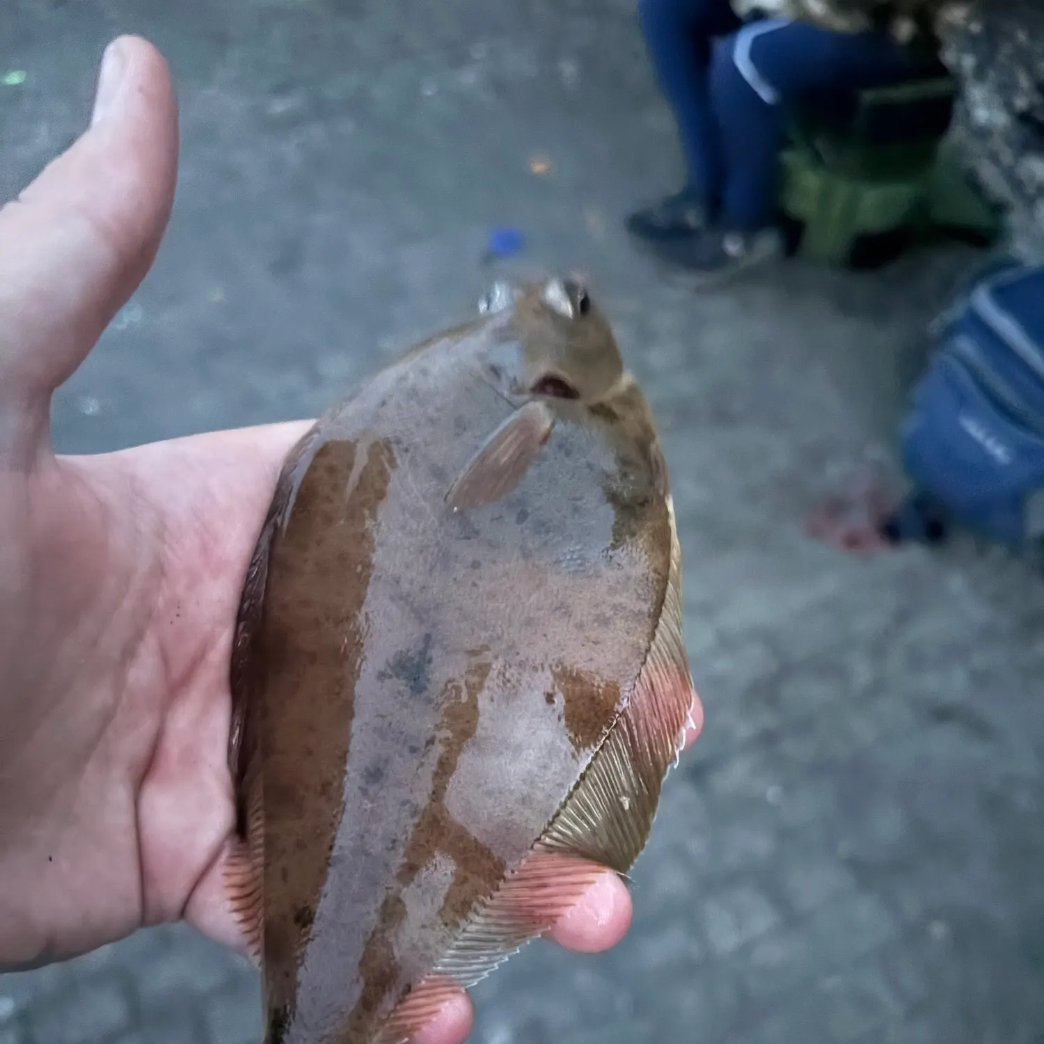 The most recent Common dab catches on Fishbrain