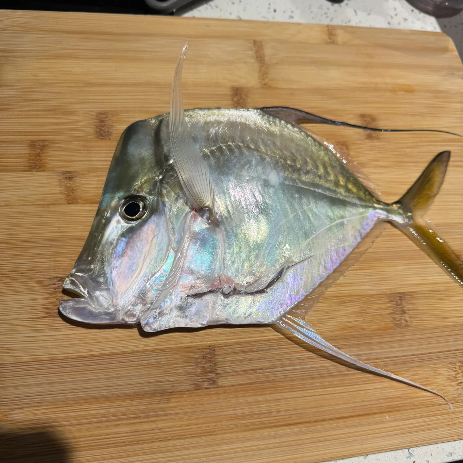 The most recent Lookdown catches on Fishbrain