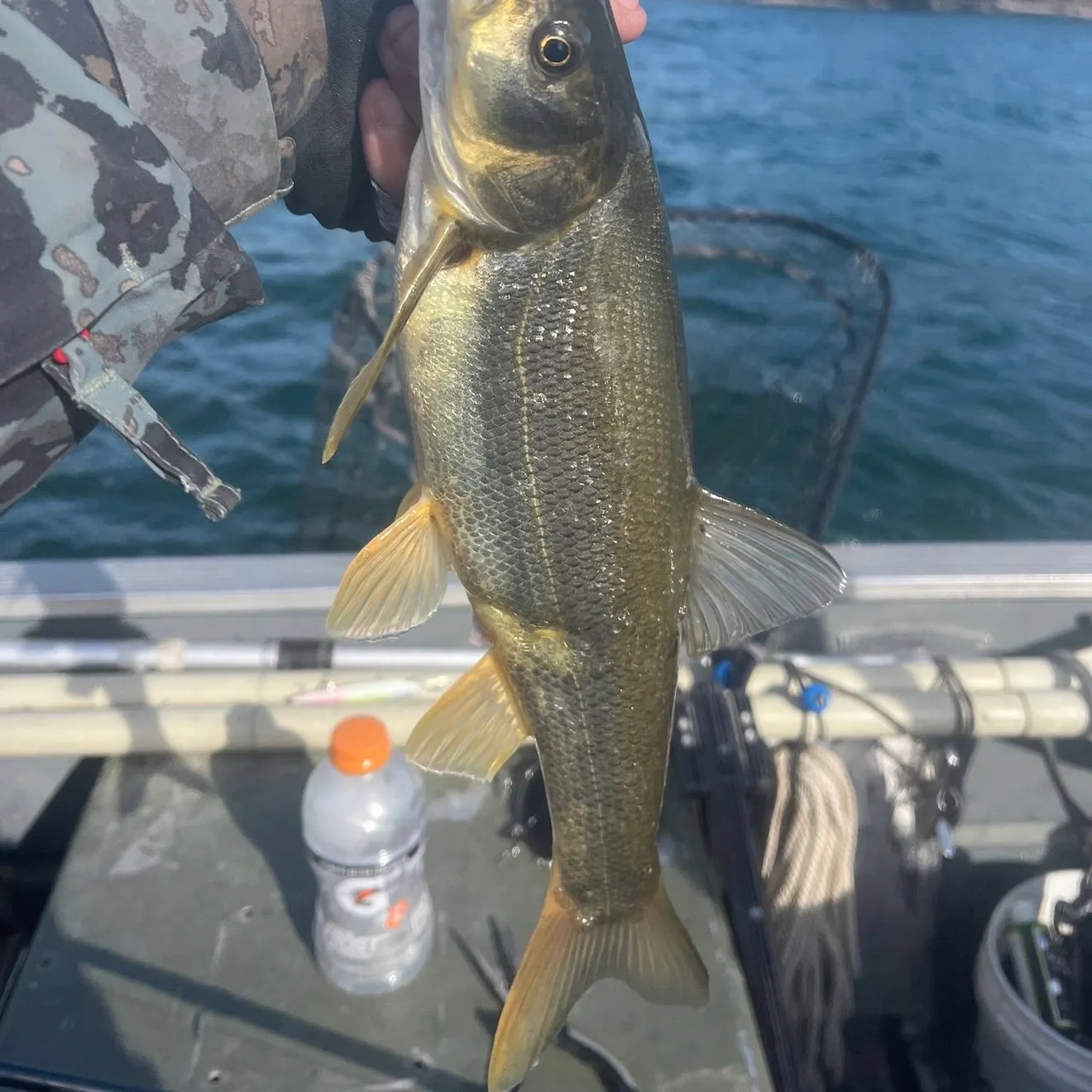 The most recent Northern pikeminnow catches on Fishbrain