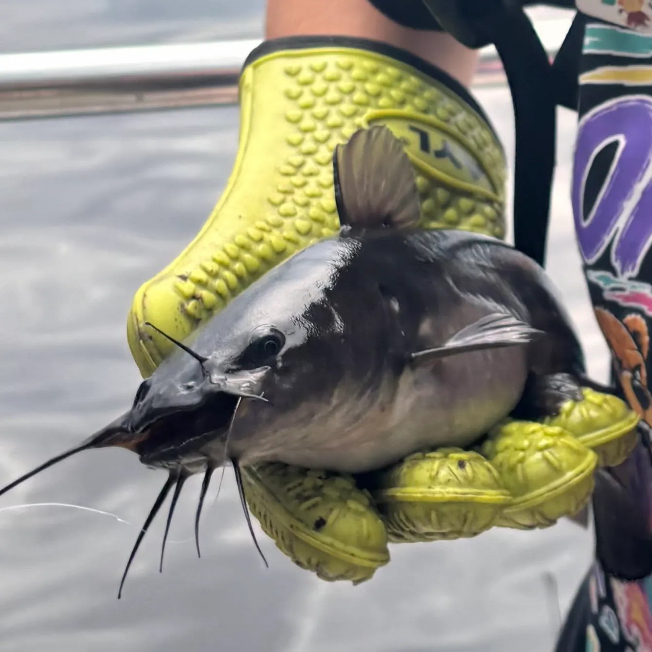 Black bullhead caught on Fishbrain