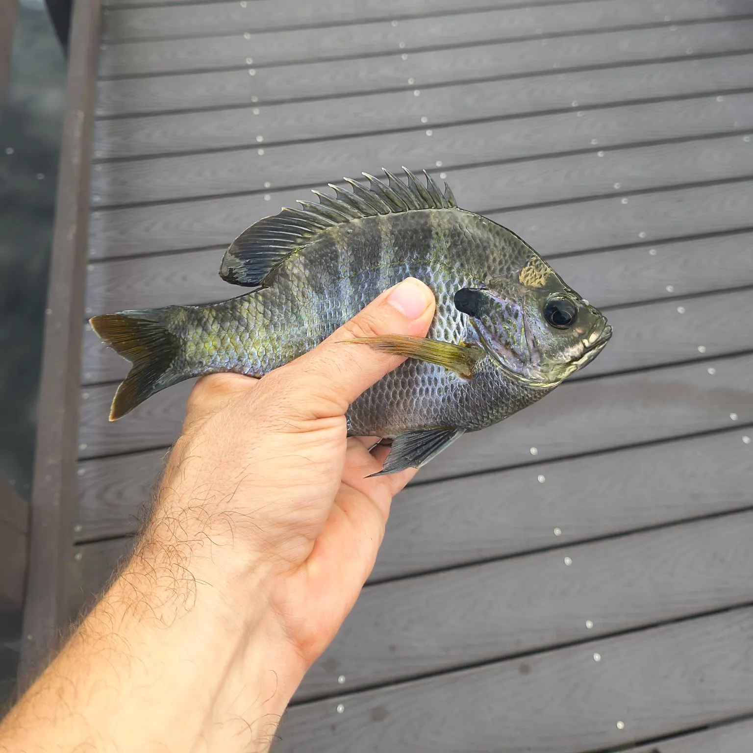 Coppernose bluegill caught on Fishbrain