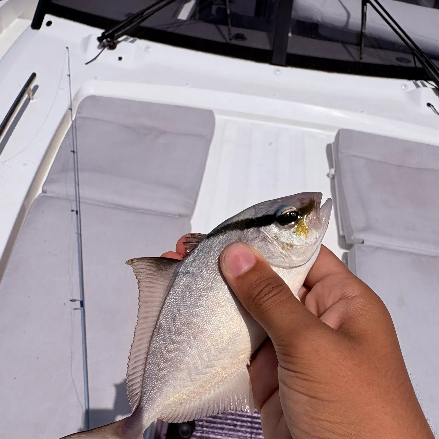 The most recent Almaco jack catches on Fishbrain