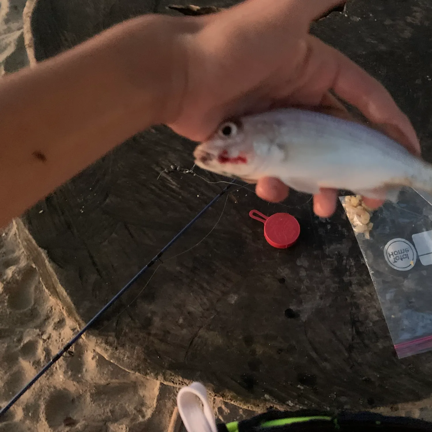 The most recent Javelin grunter catches on Fishbrain