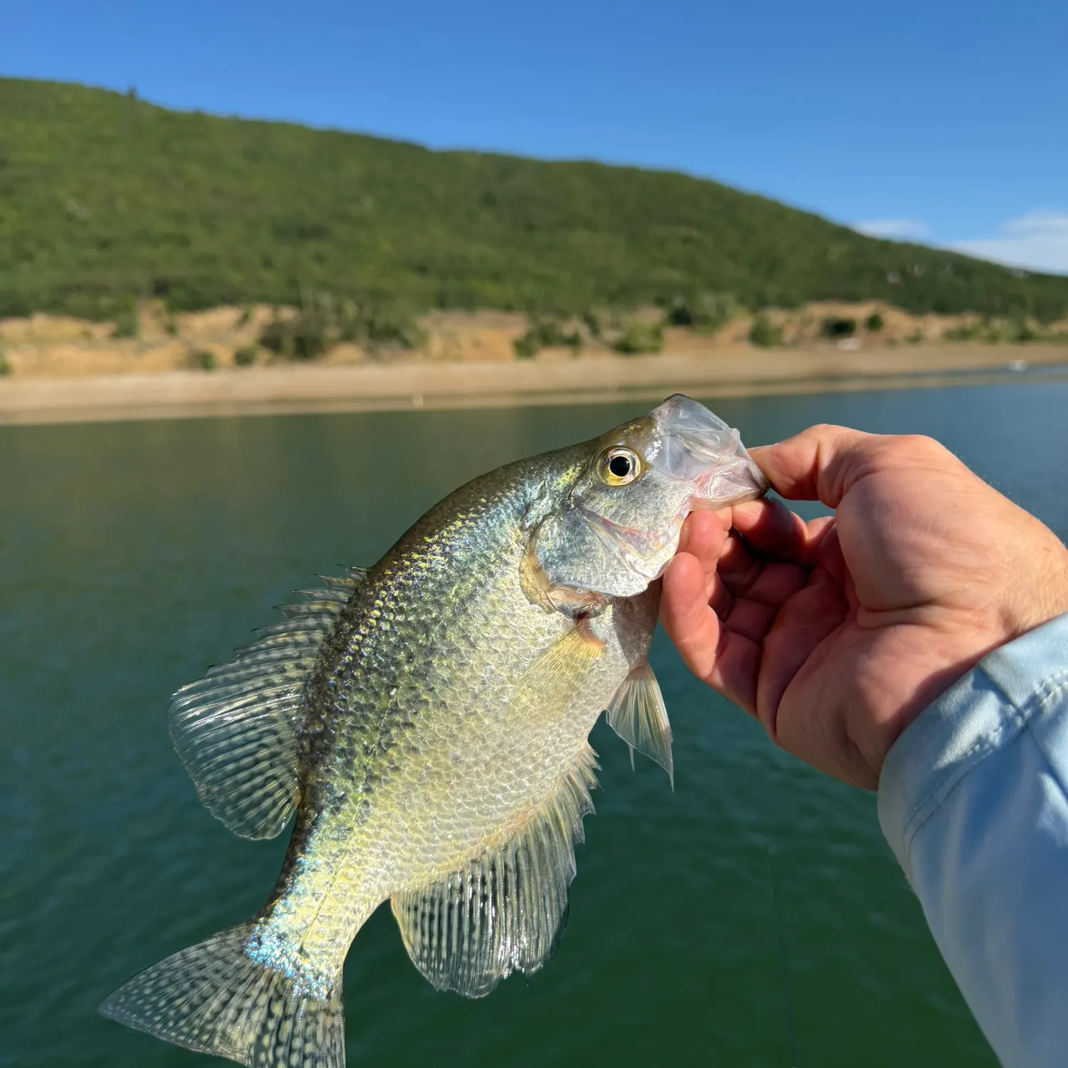 Black crappie caught on Fishbrain