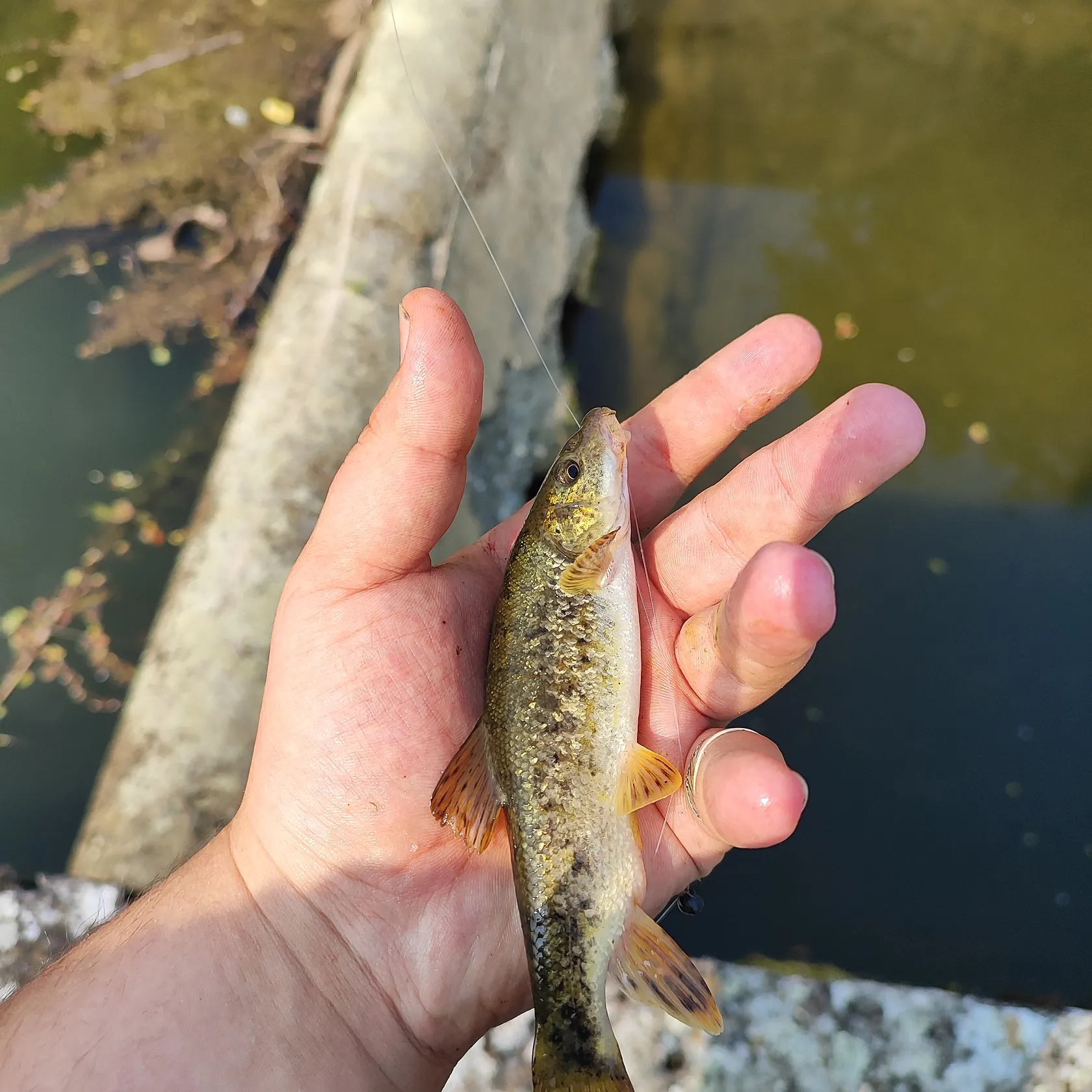 most liked catch image