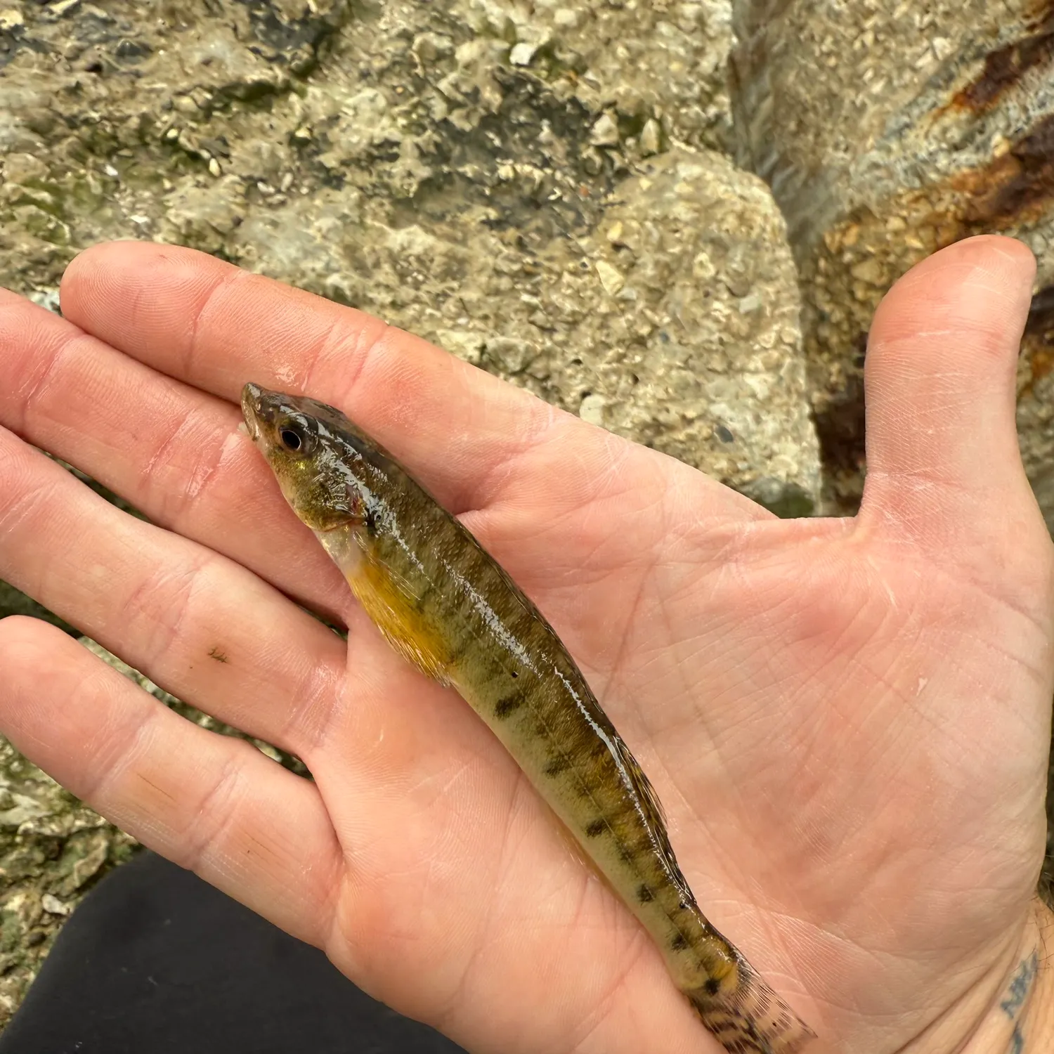 The most recent Common logperch catches on Fishbrain