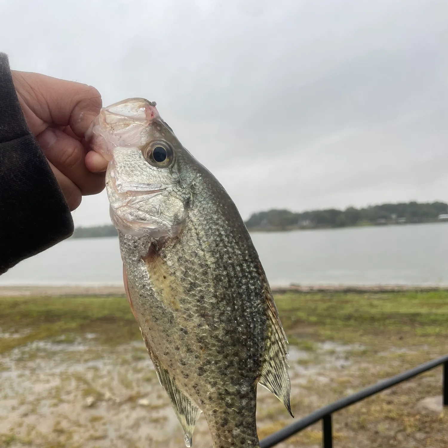 White crappie caught on Fishbrain