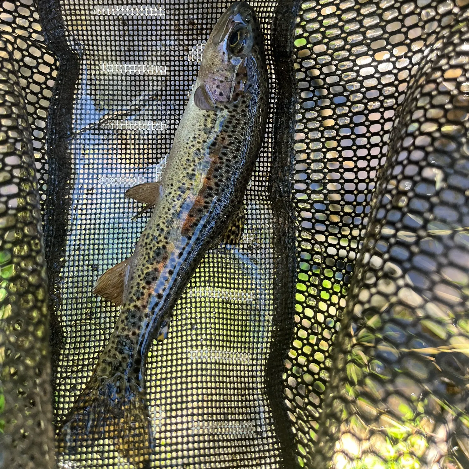 Rainbow trout caught on Fishbrain
