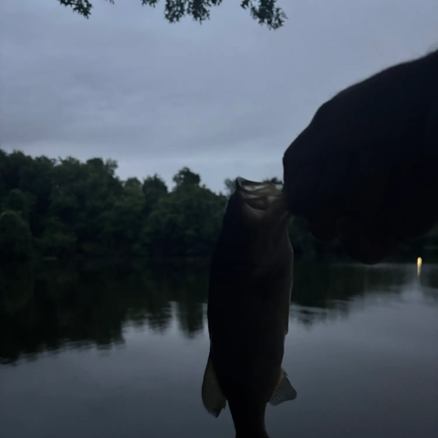 Smallmouth bass caught on Fishbrain