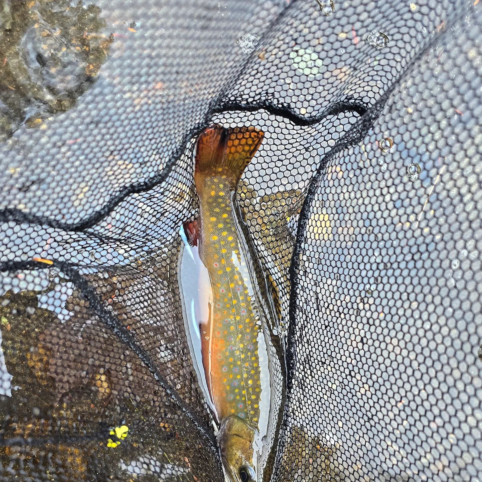 Brook trout caught on Fishbrain