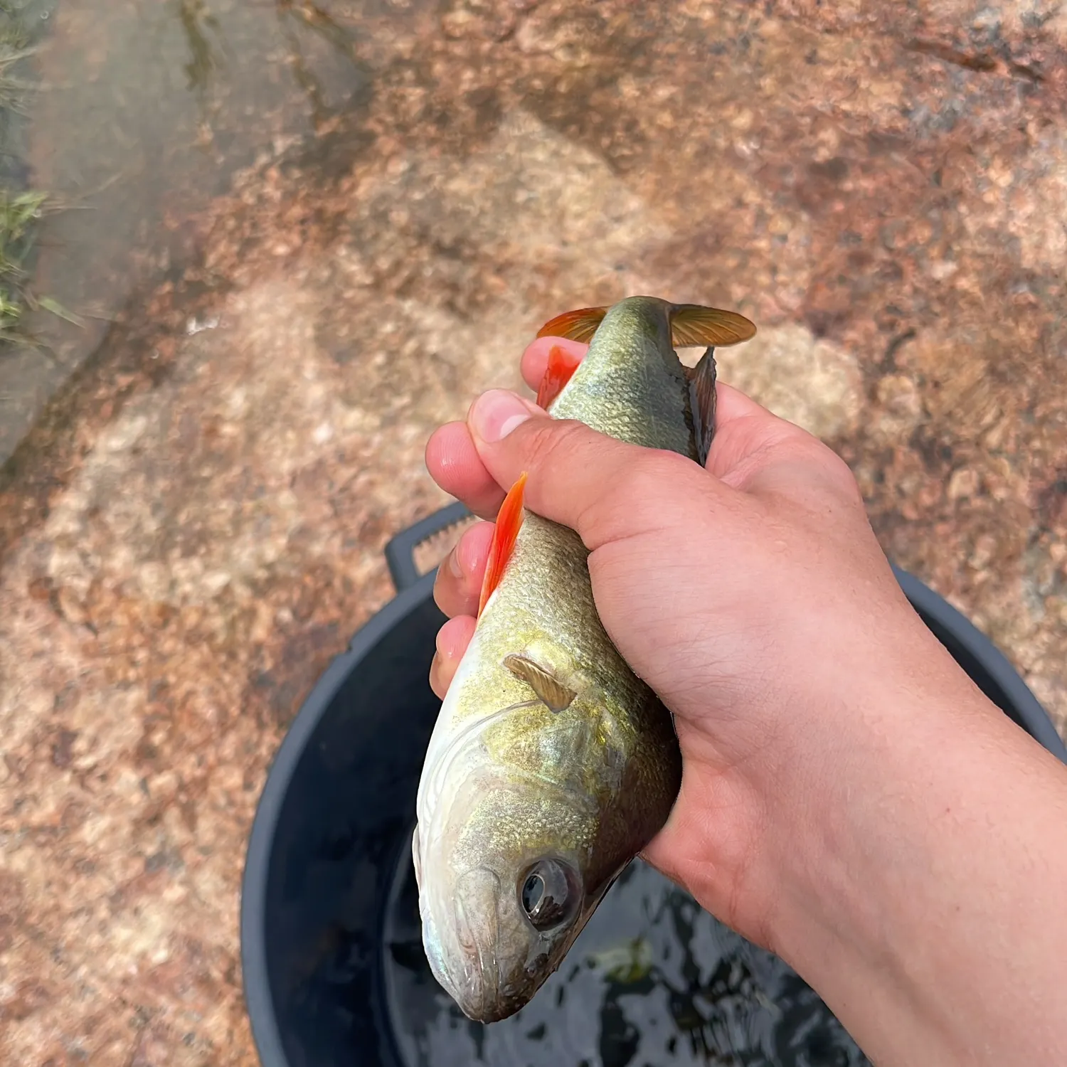 European perch caught on Fishbrain