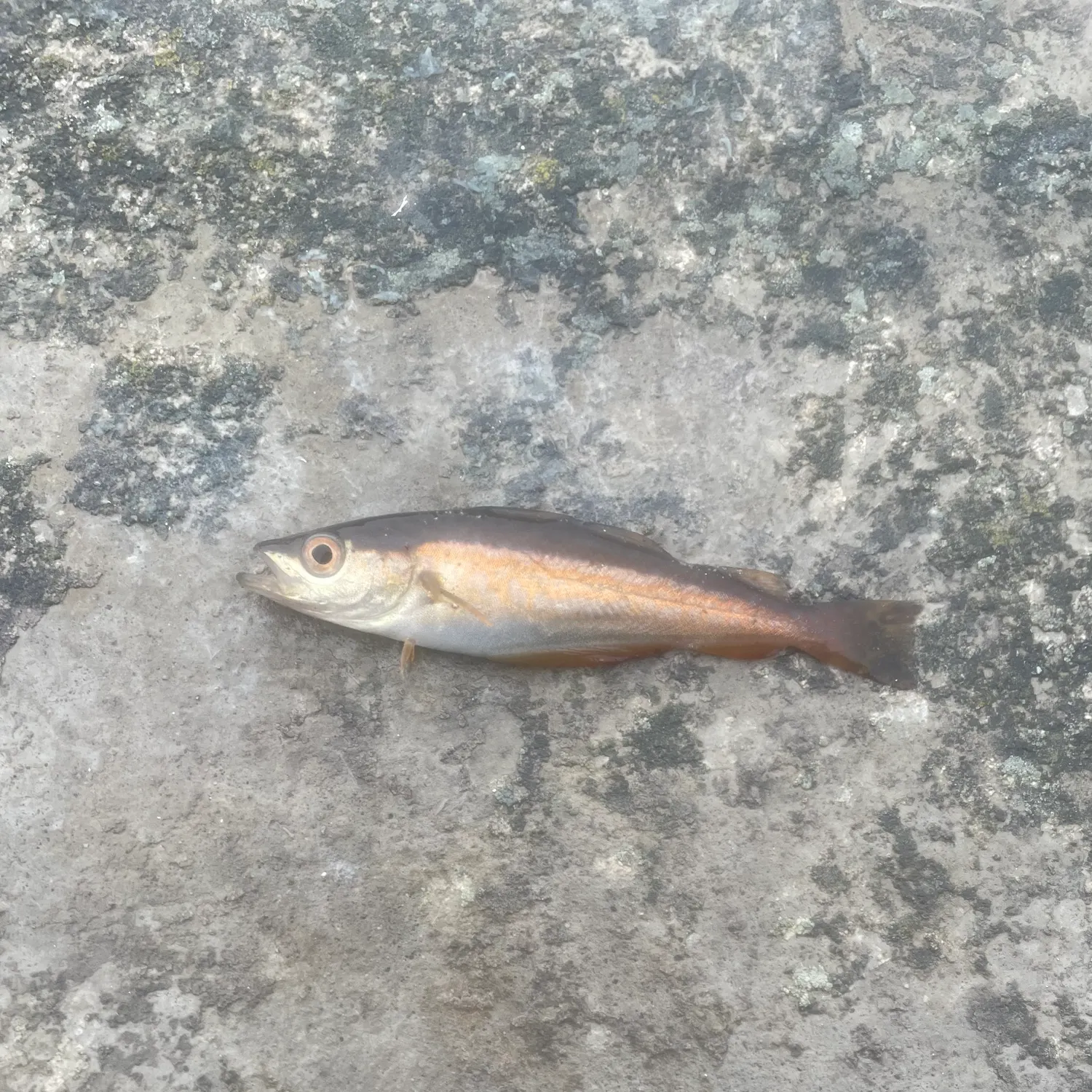 Pollack caught on Fishbrain