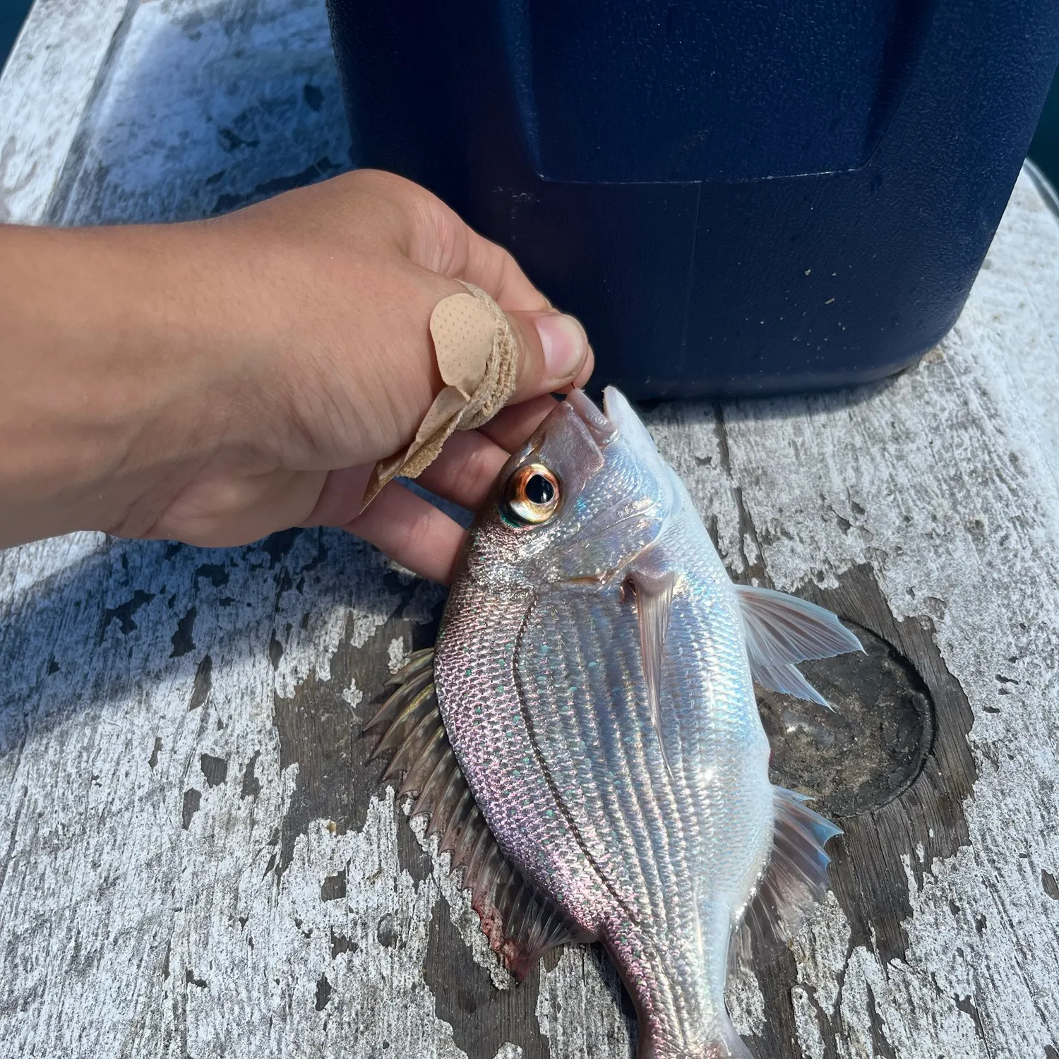 Australasian snapper caught on Fishbrain