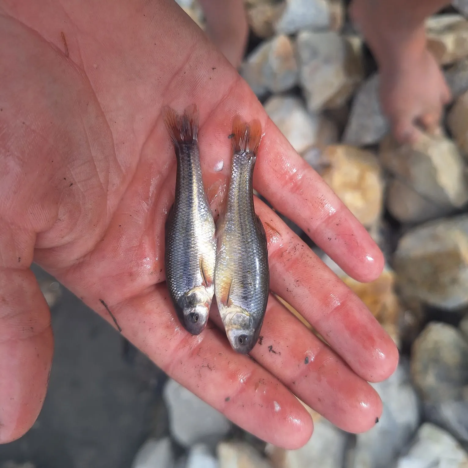 The most recent Redside shiner catches on Fishbrain