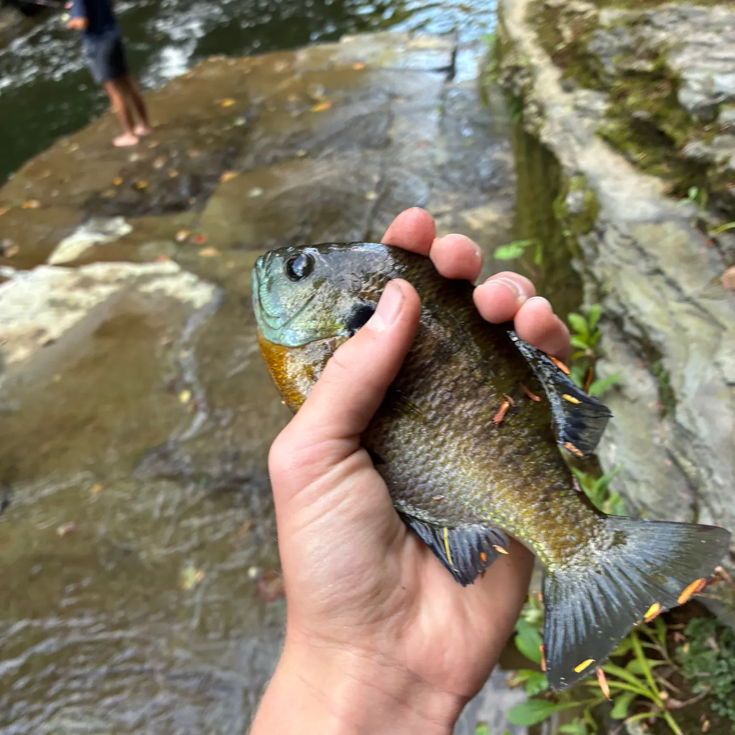 Bluegill caught on Fishbrain