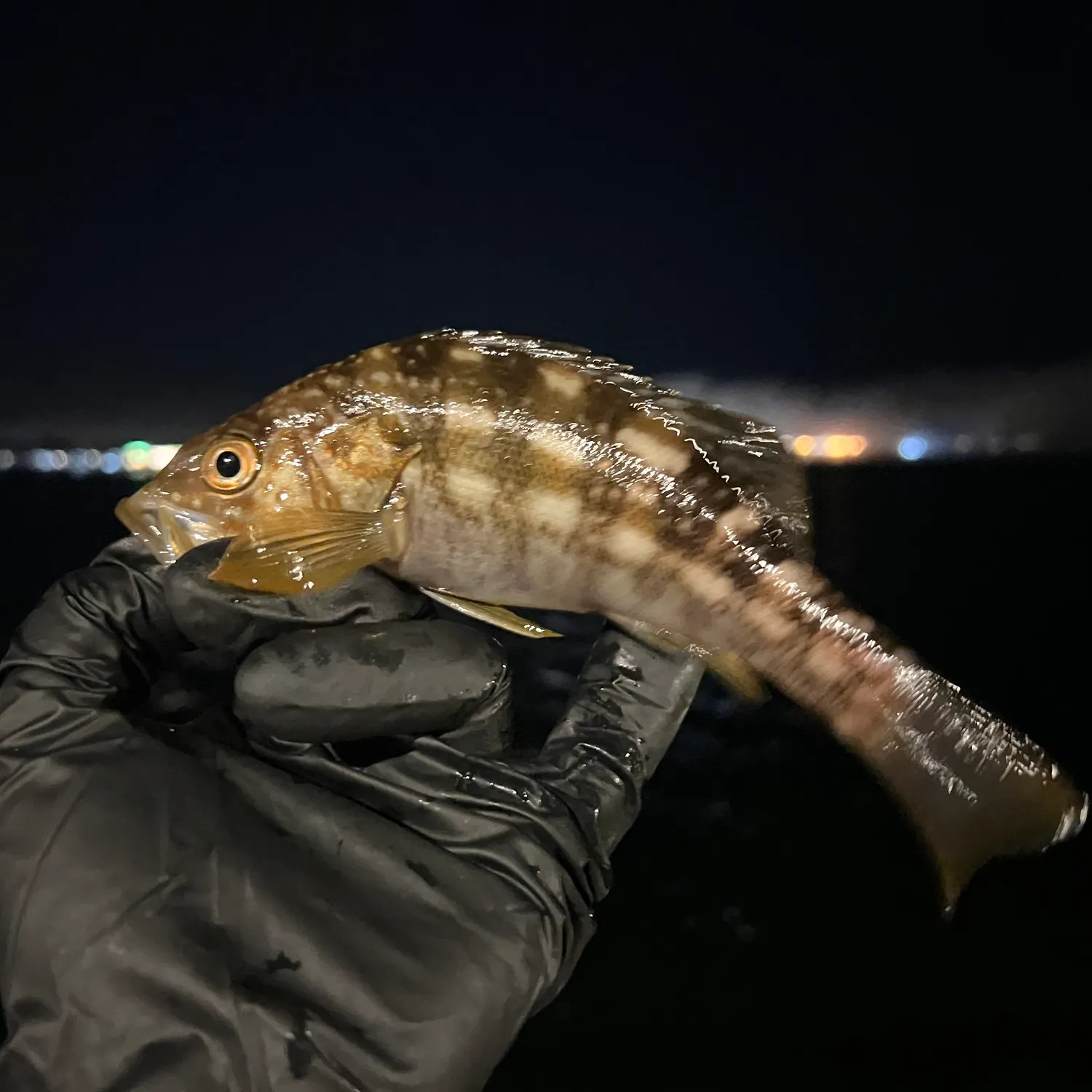 The most recent California halibut catches on Fishbrain