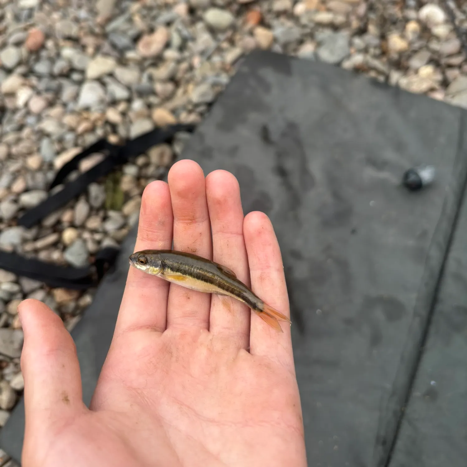Eurasian minnow caught on Fishbrain