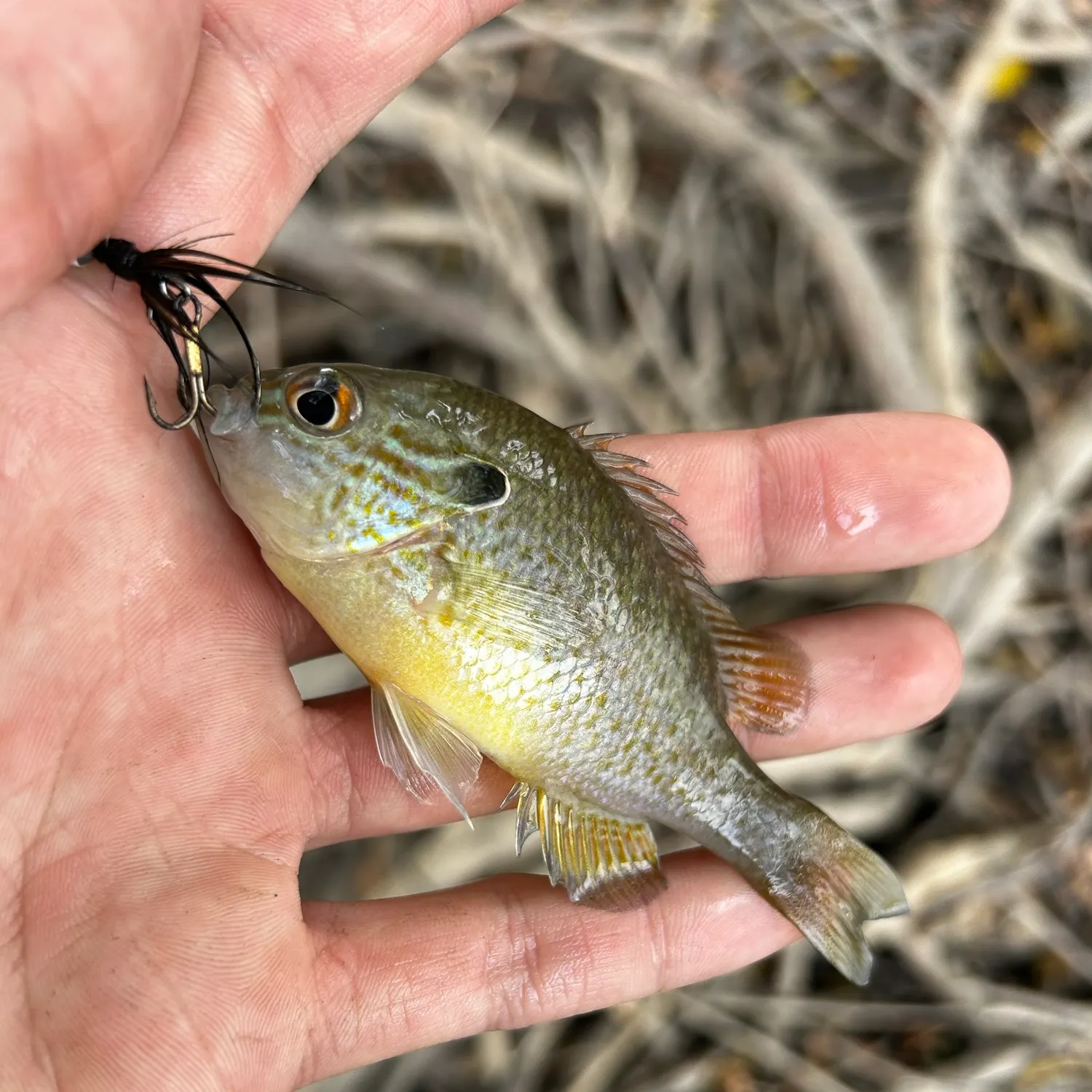 Longear sunfish caught on Fishbrain