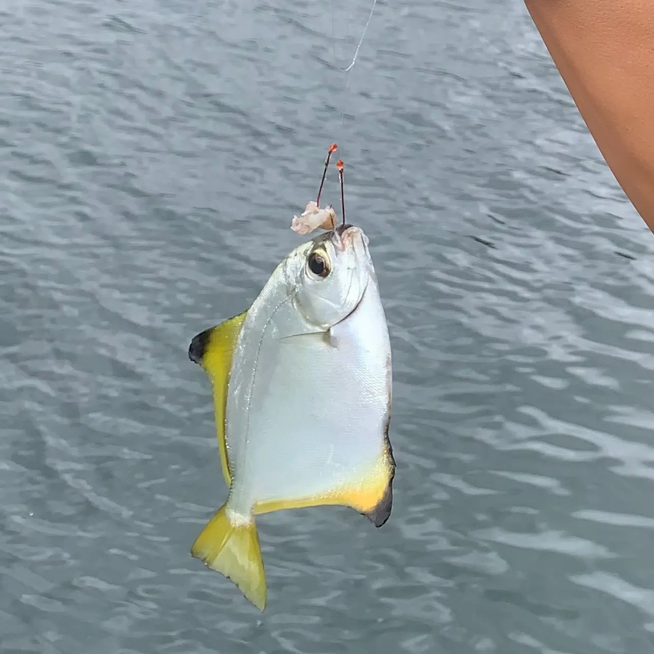 The most recent Silver moony catches on Fishbrain