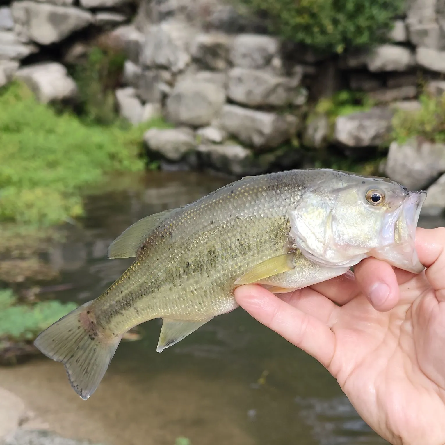 Largemouth bass caught on Fishbrain