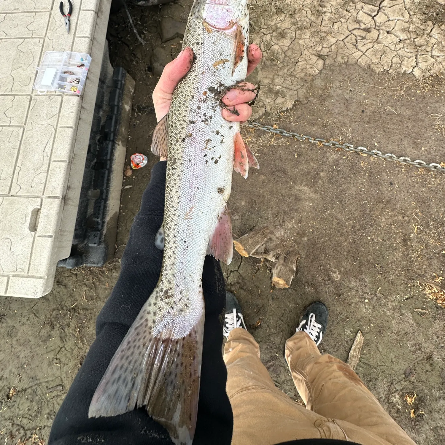 Cutbow caught on Fishbrain