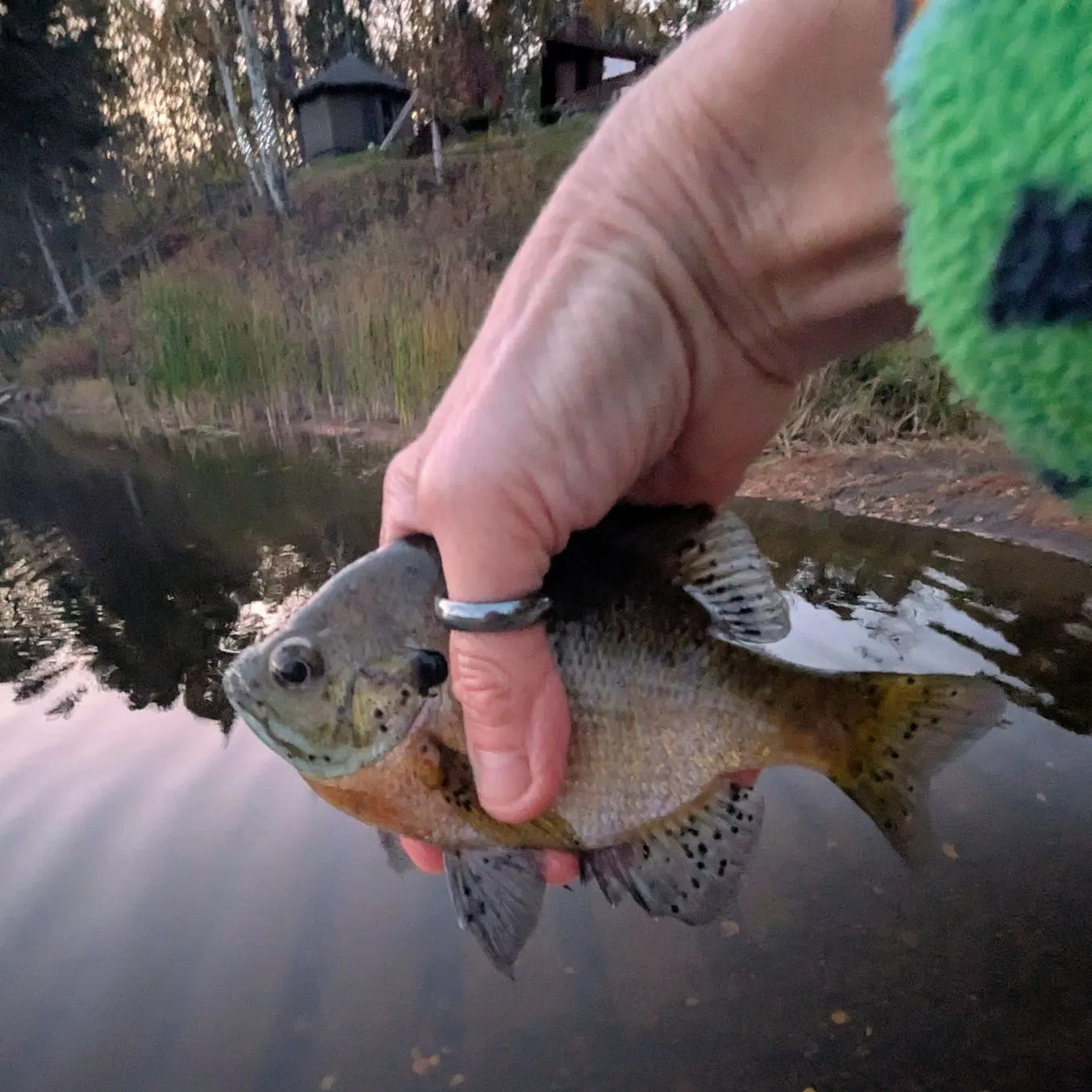 Bluegill caught on Fishbrain