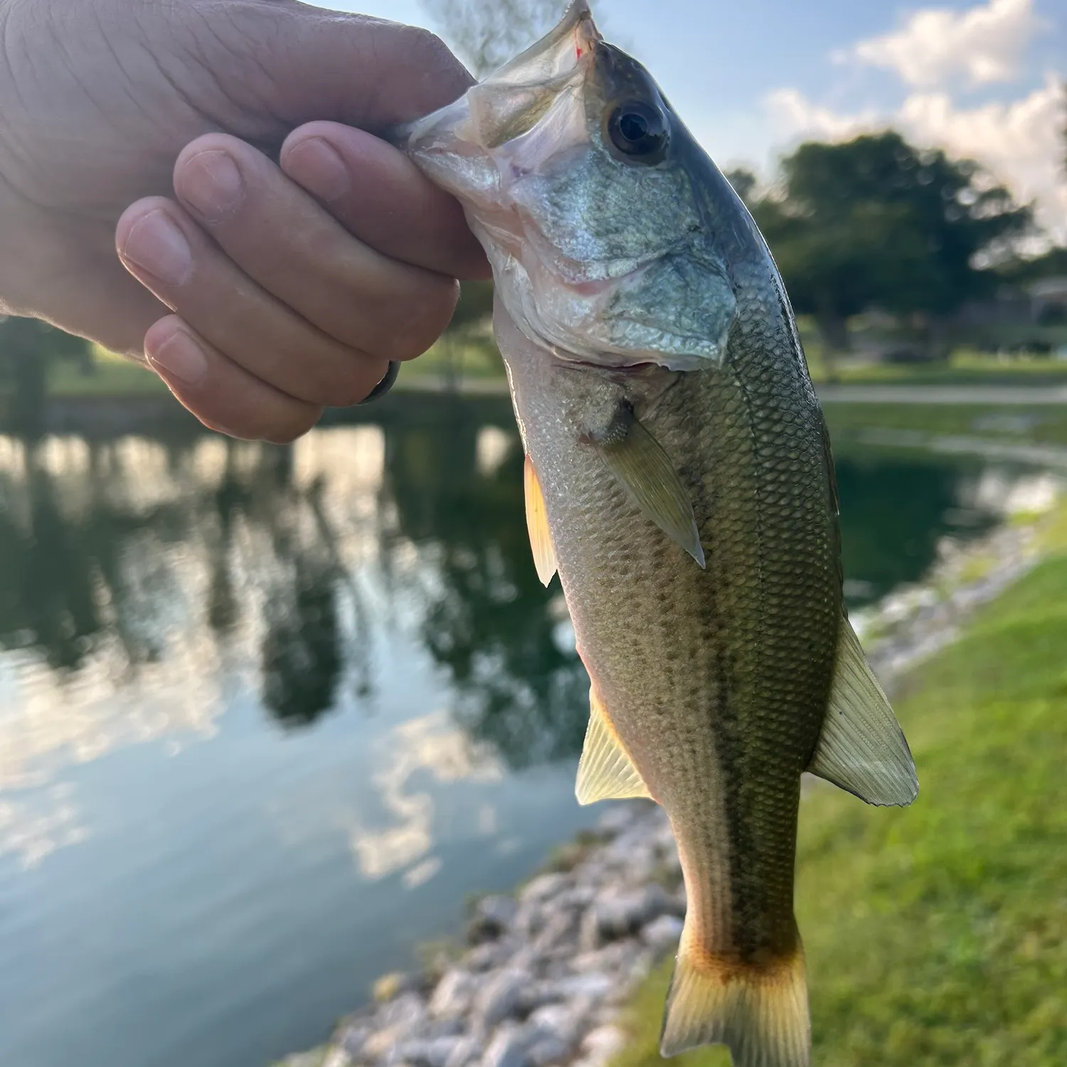 Largemouth bass caught on Fishbrain