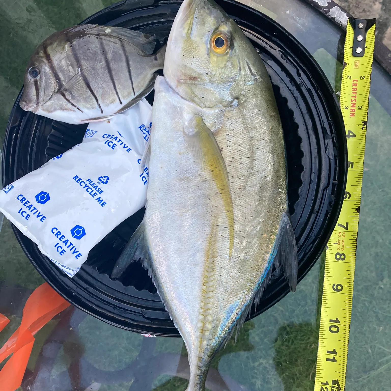 The most recent Bluefin trevally catches on Fishbrain