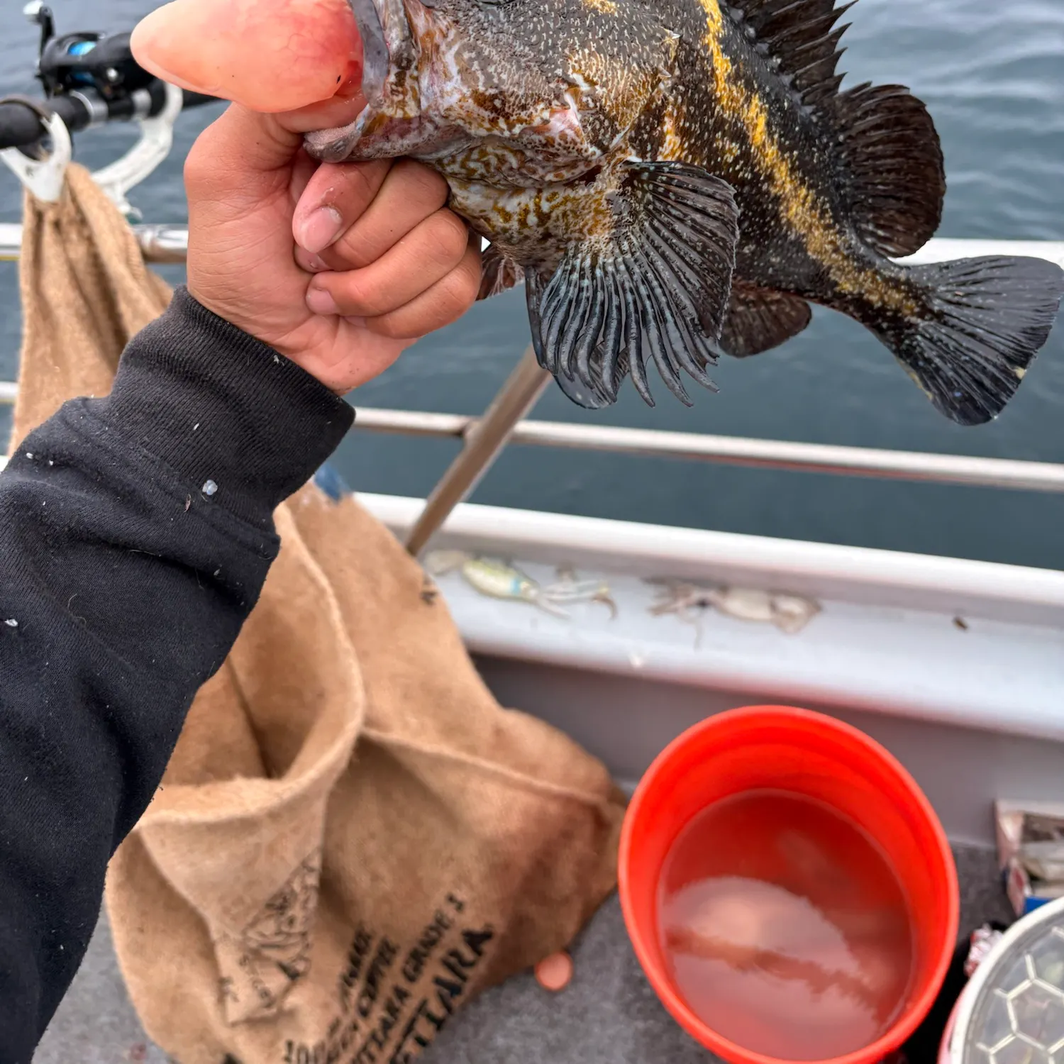 The most recent China rockfish catches on Fishbrain