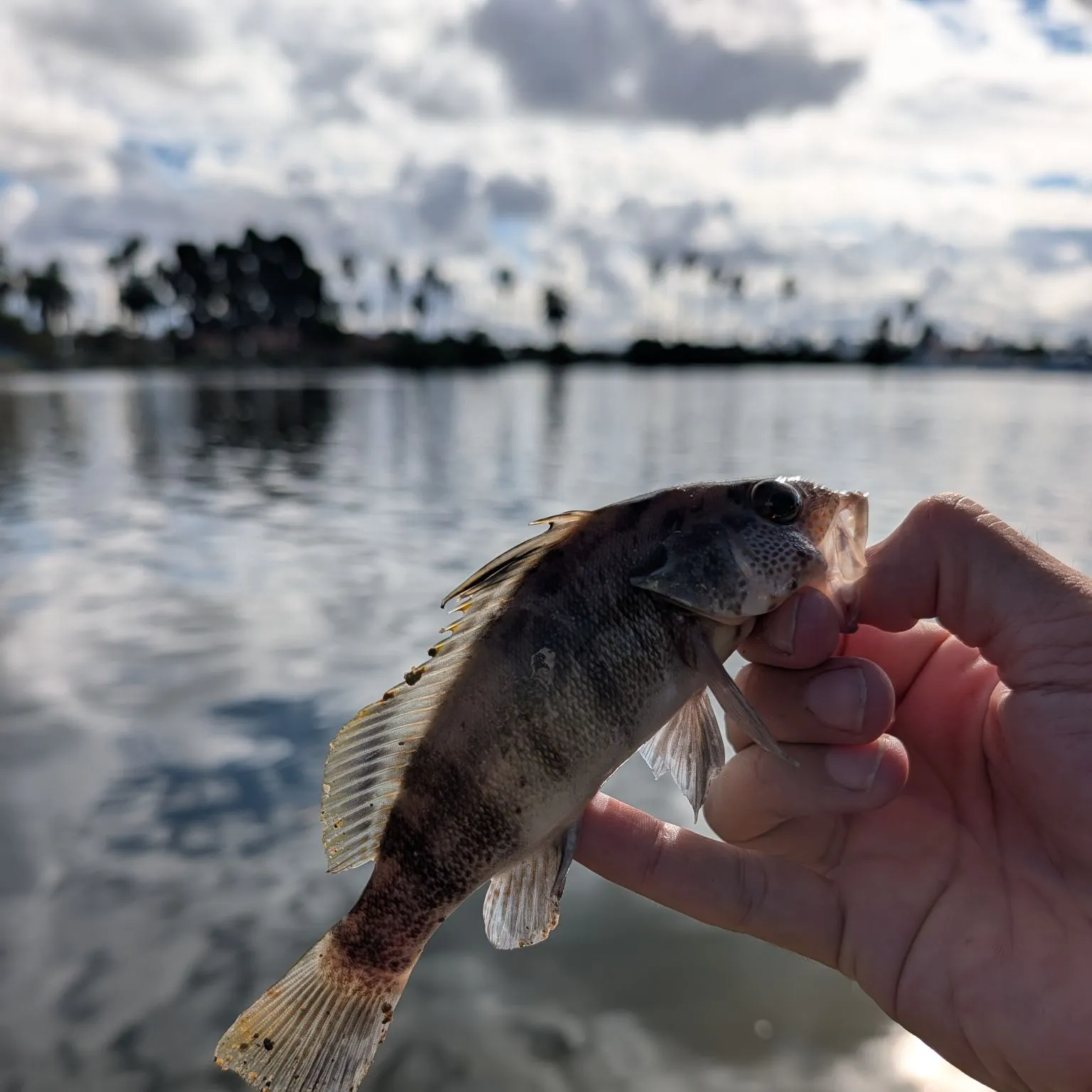 The most recent Barred sand bass catches on Fishbrain