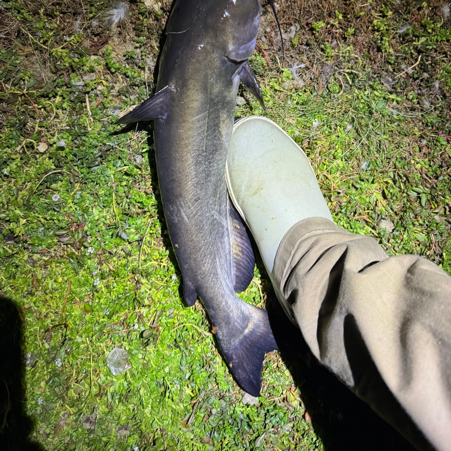 Channel catfish caught on Fishbrain
