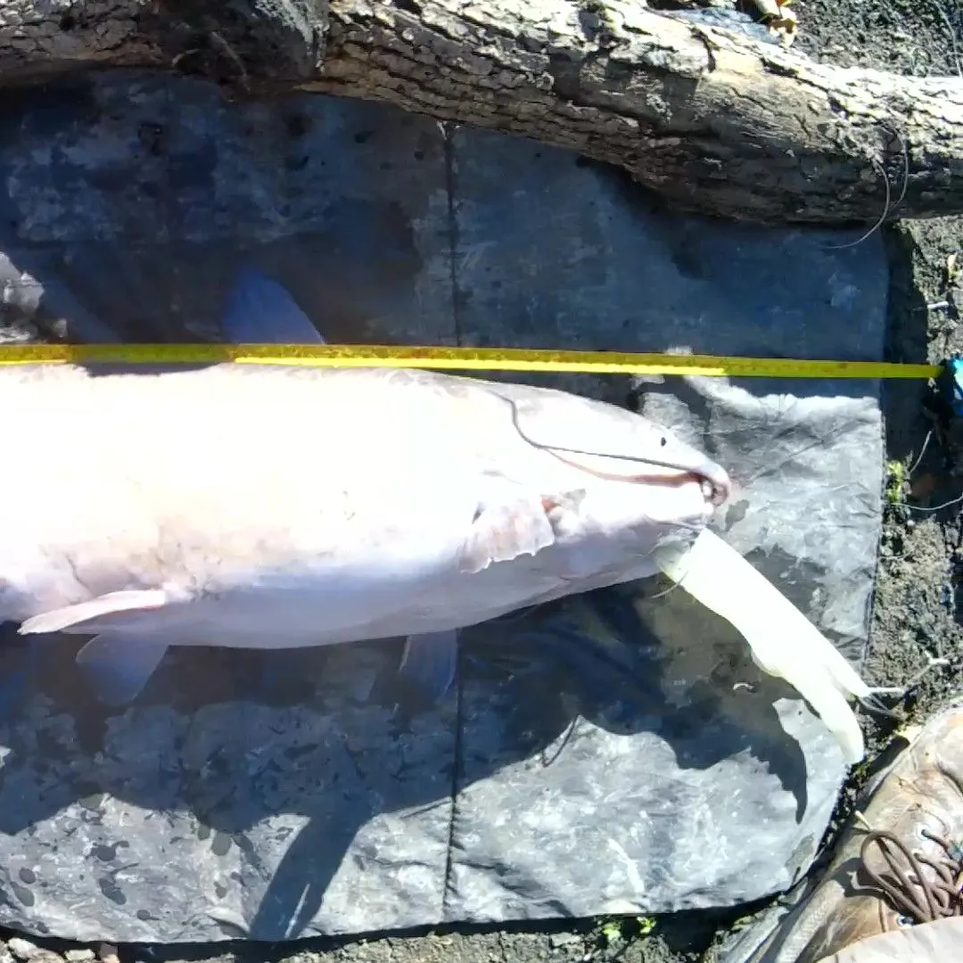 Channel catfish caught on Fishbrain