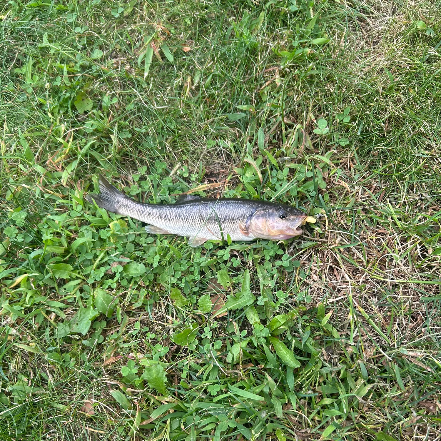 Fish caught on Fishbrain