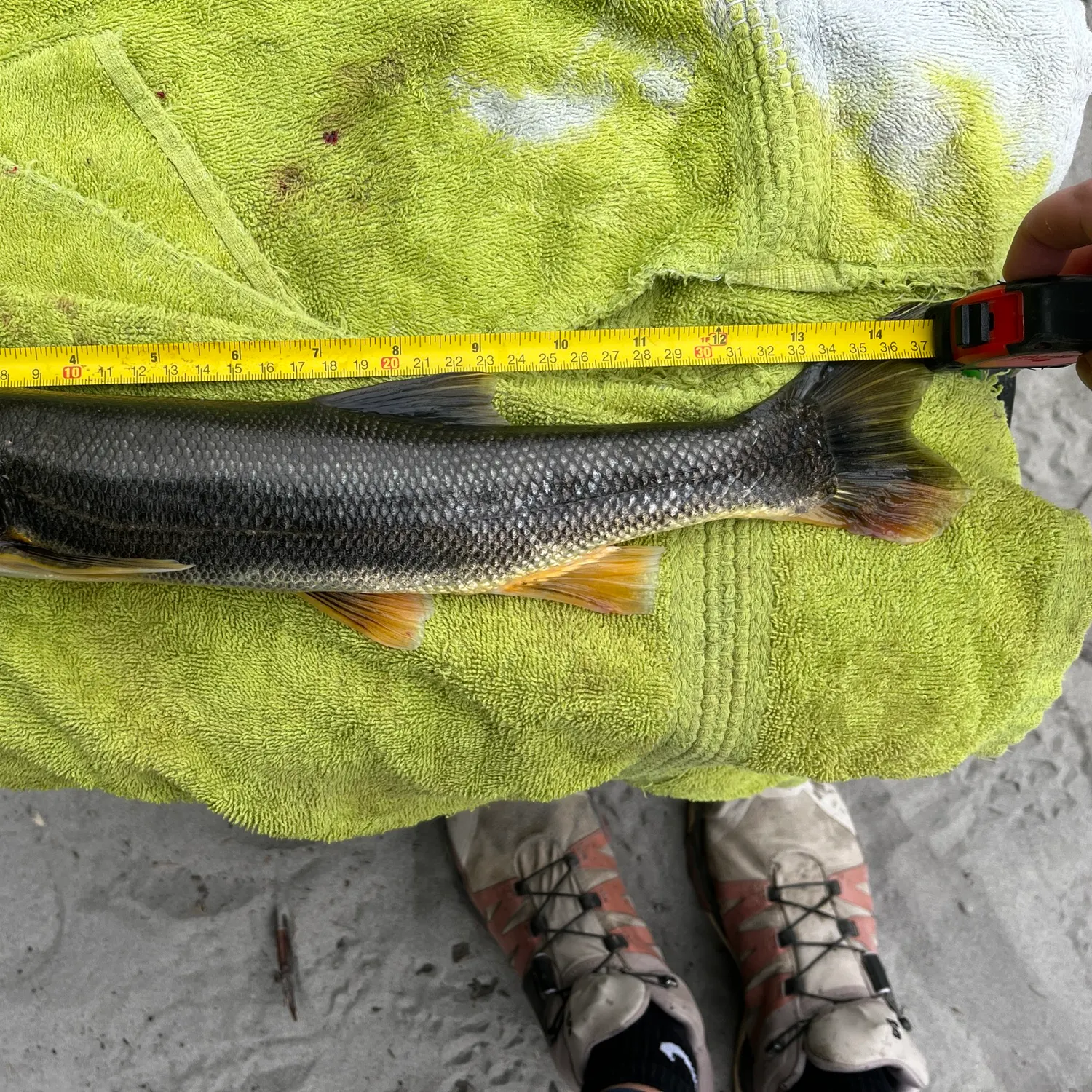 recently logged catches