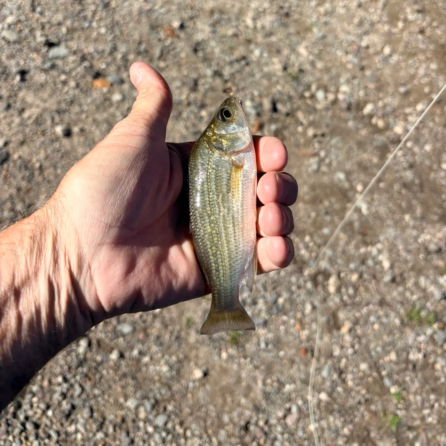 White perch caught on Fishbrain