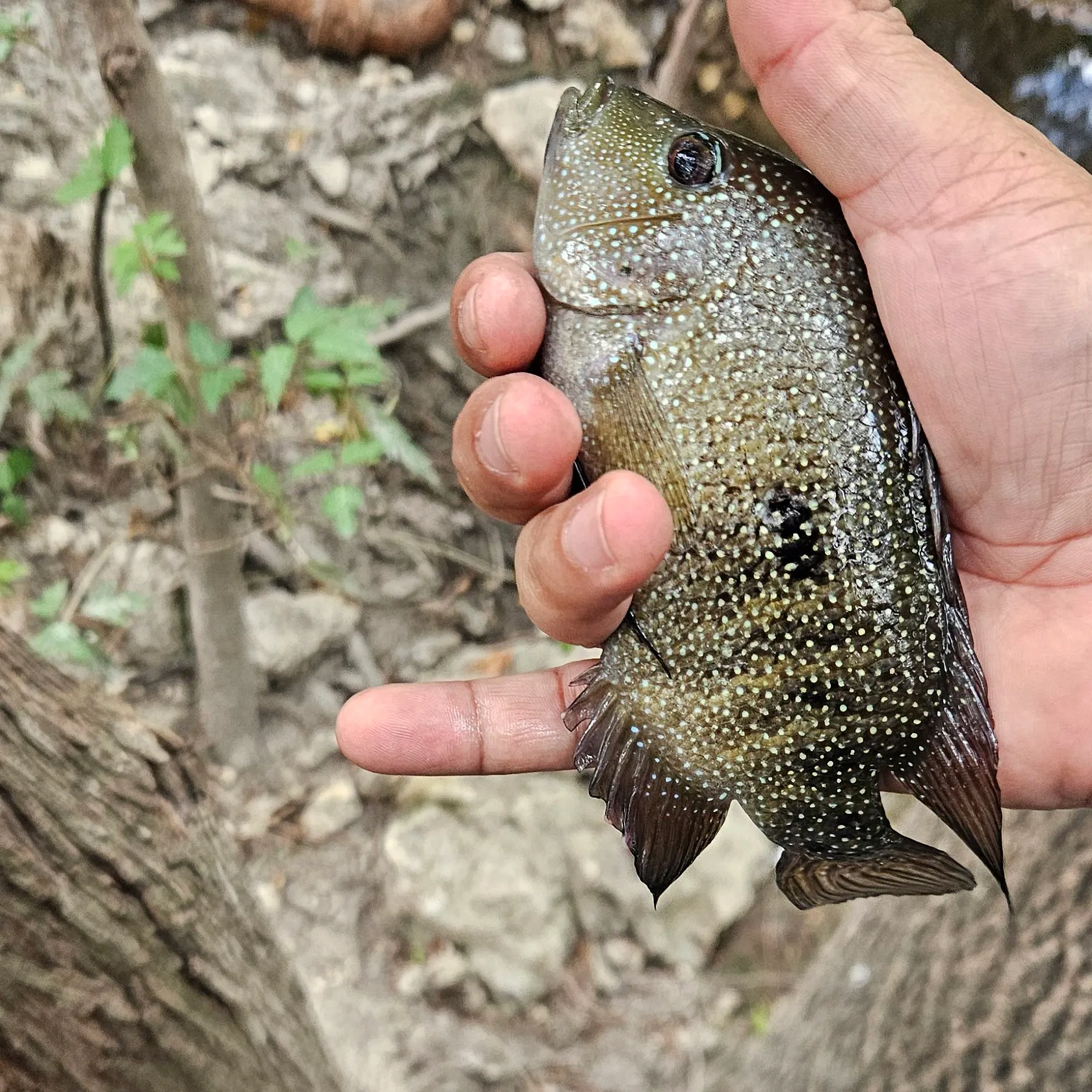 Rio Grande cichlid caught on Fishbrain