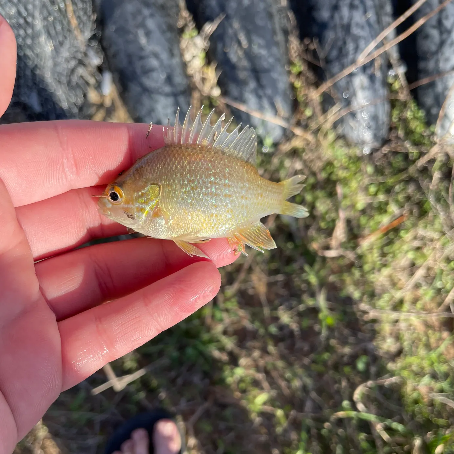 The most recent Longear sunfish catches on Fishbrain