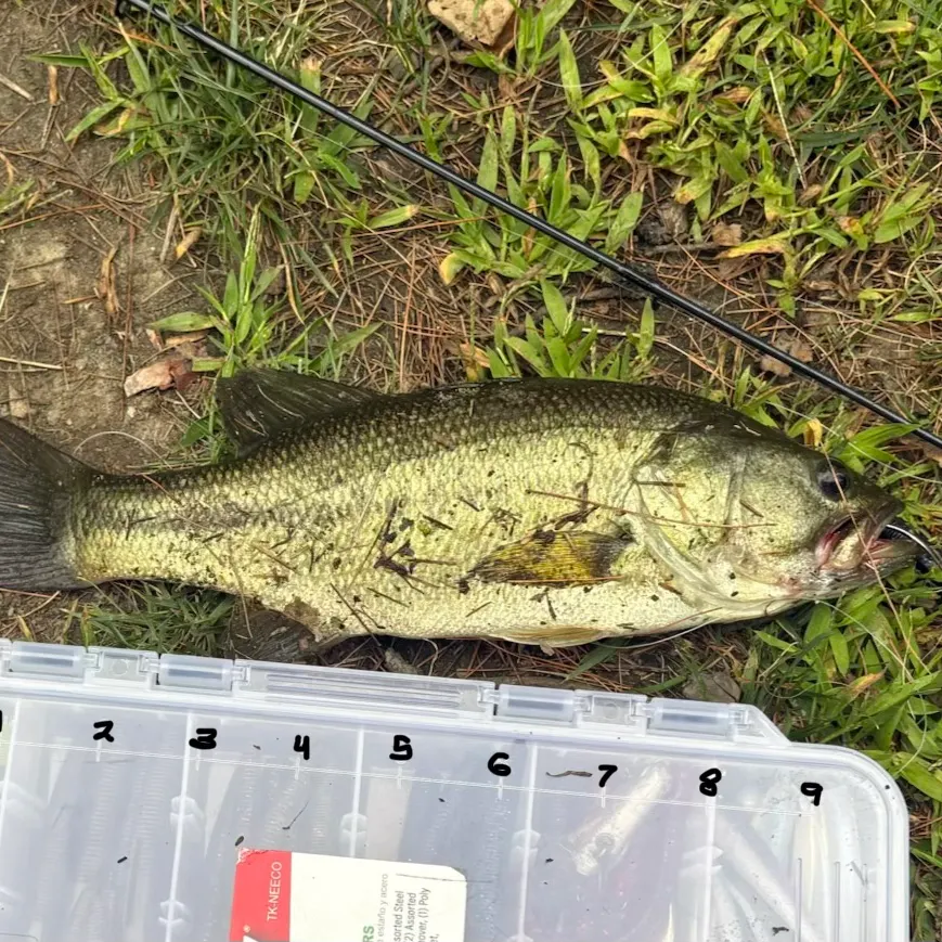 Fish caught on Fishbrain