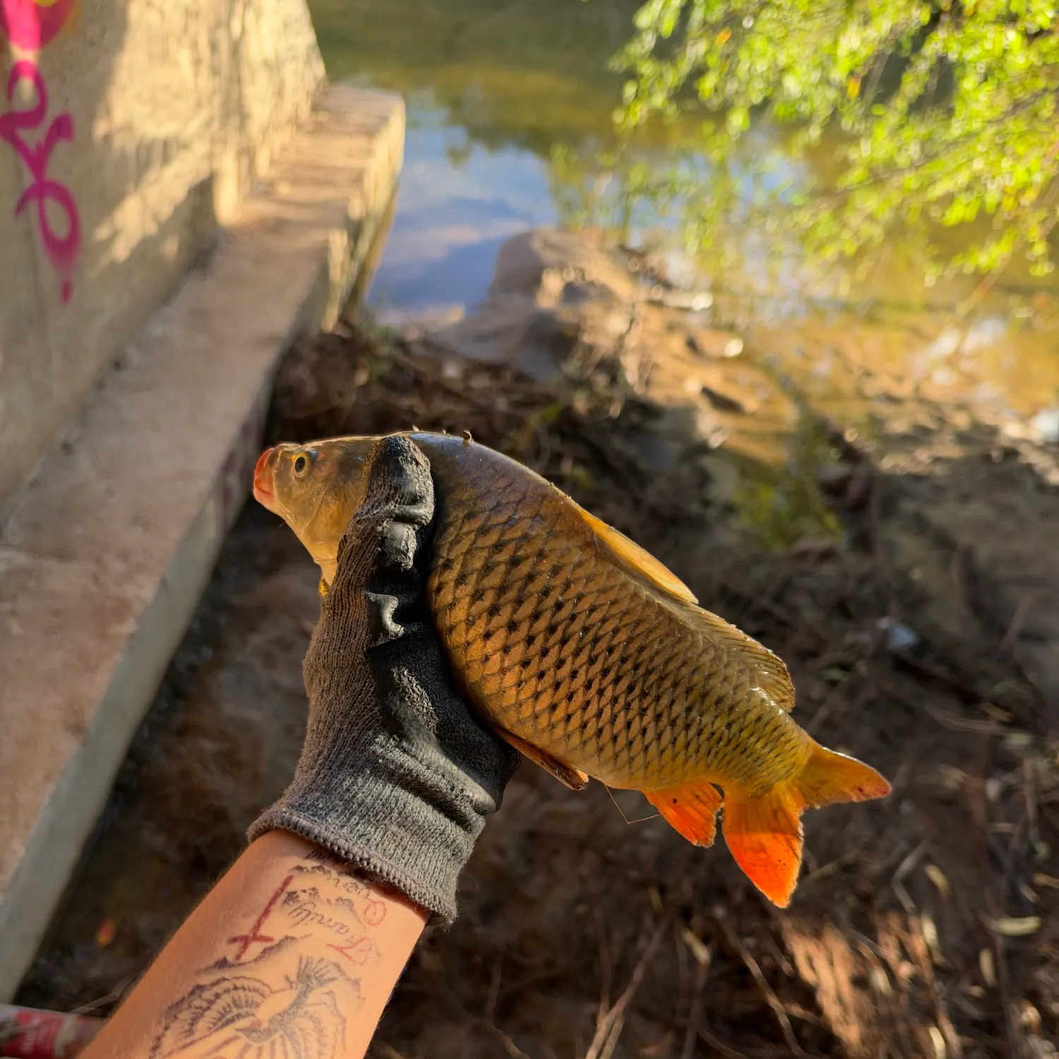 Common carp caught on Fishbrain