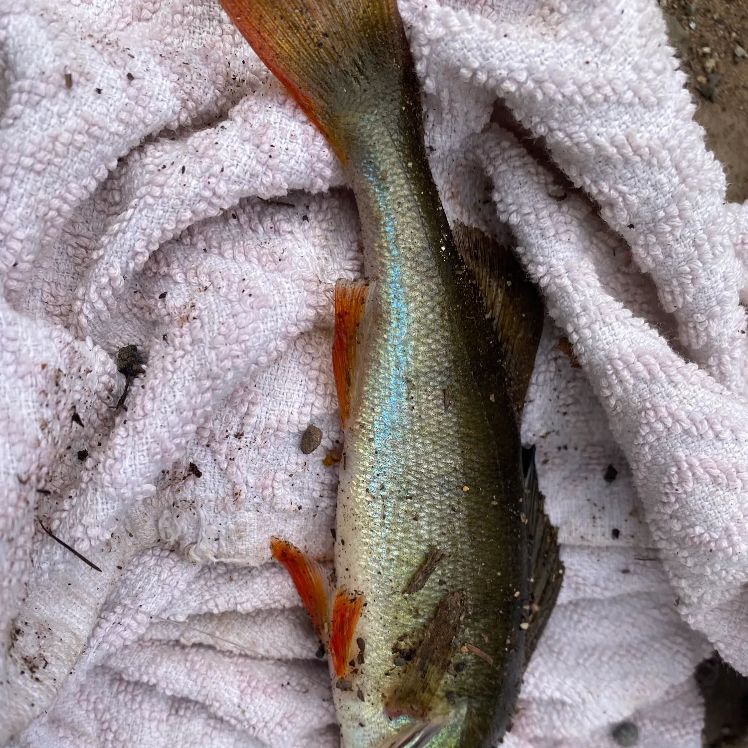 European perch caught on Fishbrain
