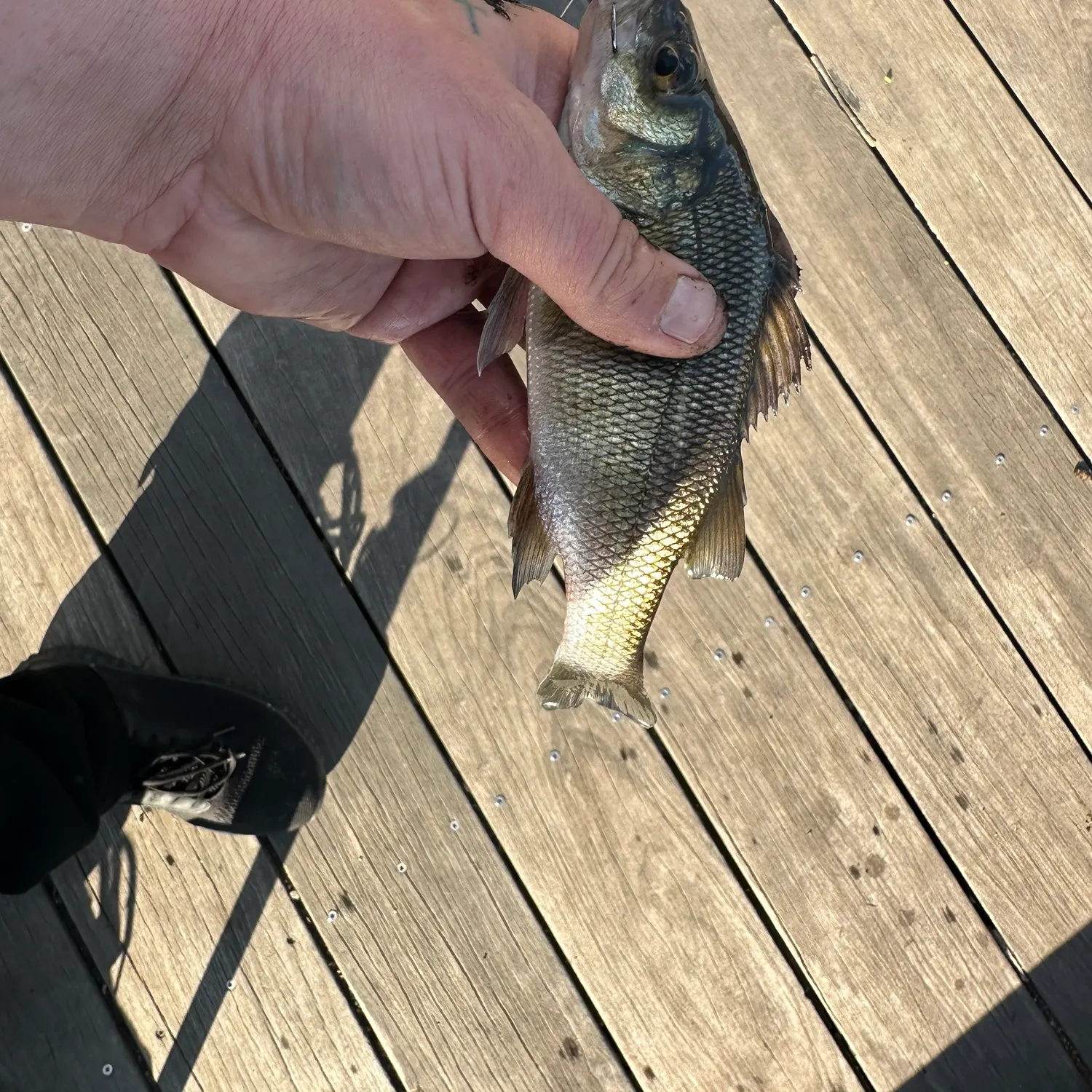 The most recent White perch catches on Fishbrain