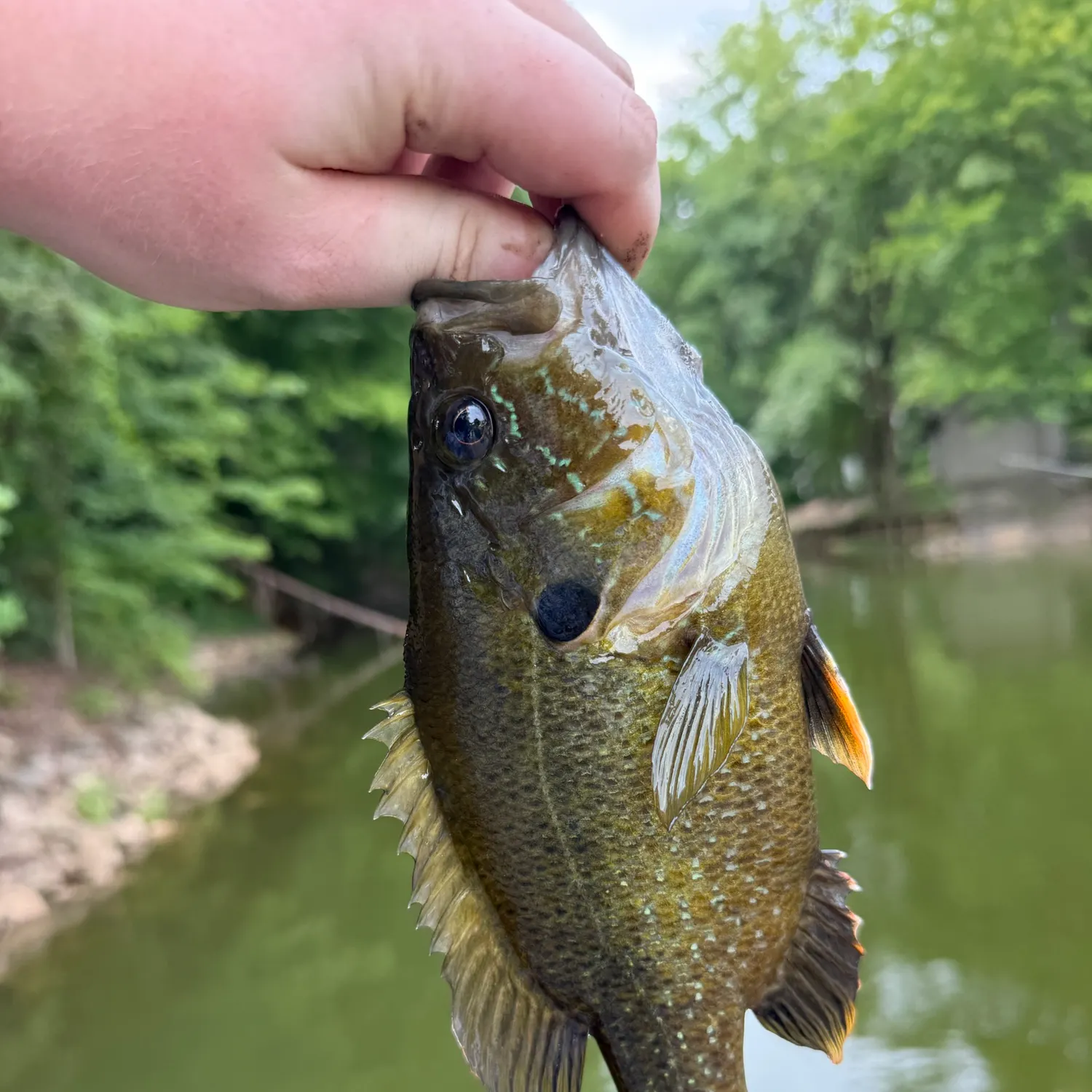 The most recent Wargill hybrid catches on Fishbrain